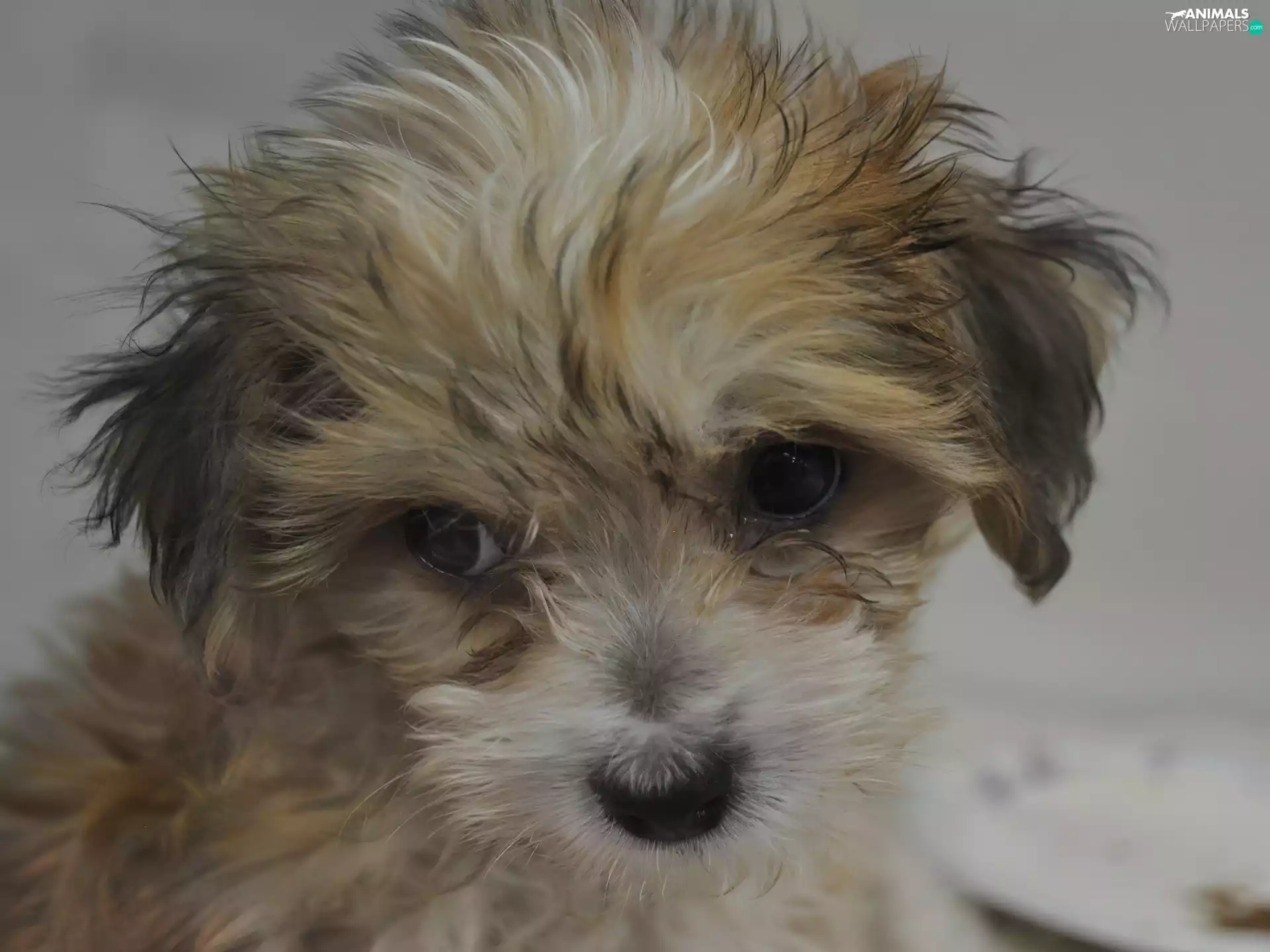 Yorkshire Terrier, sad, dog