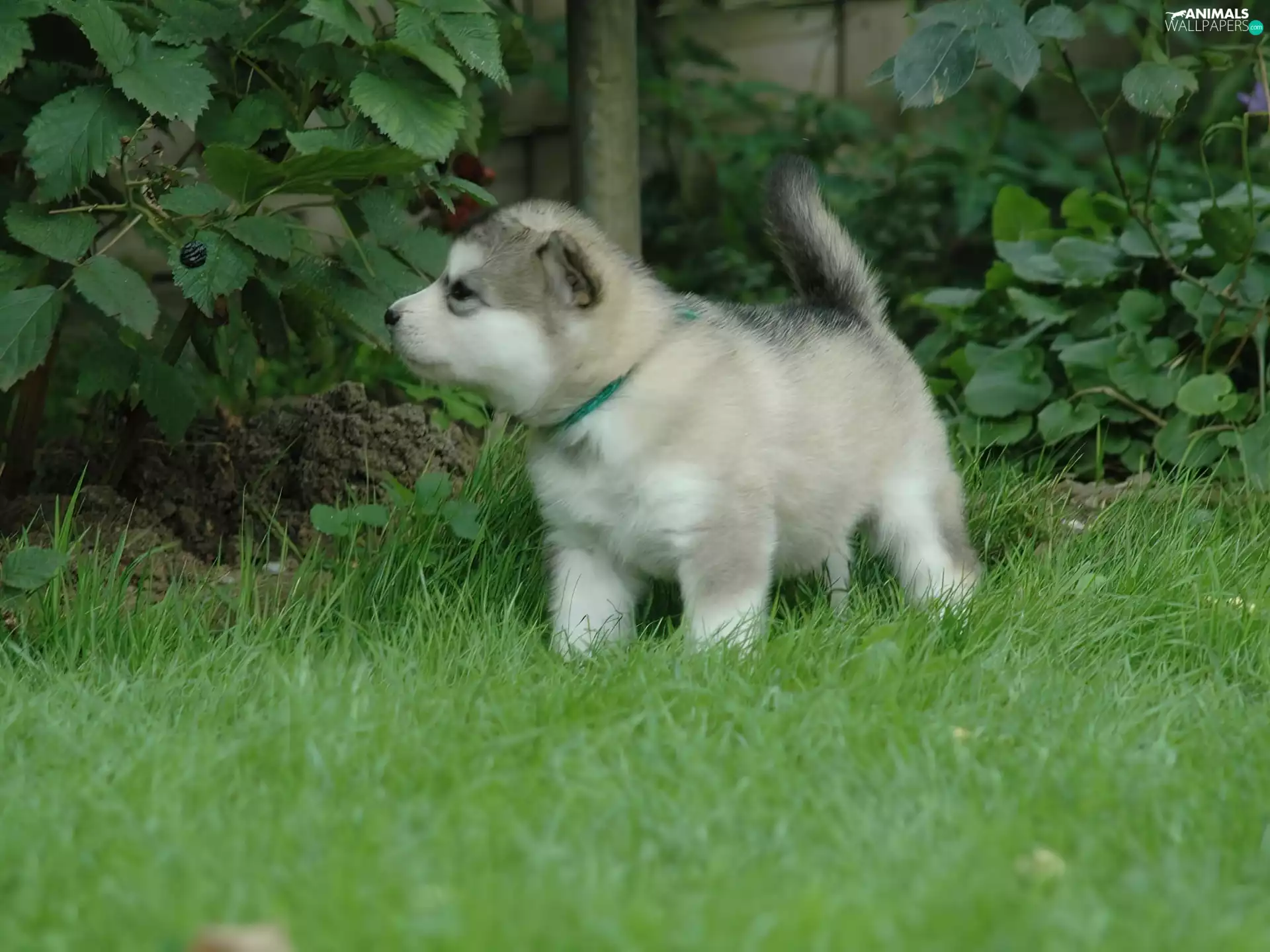 Chubby, Garden, Malamute, doggie