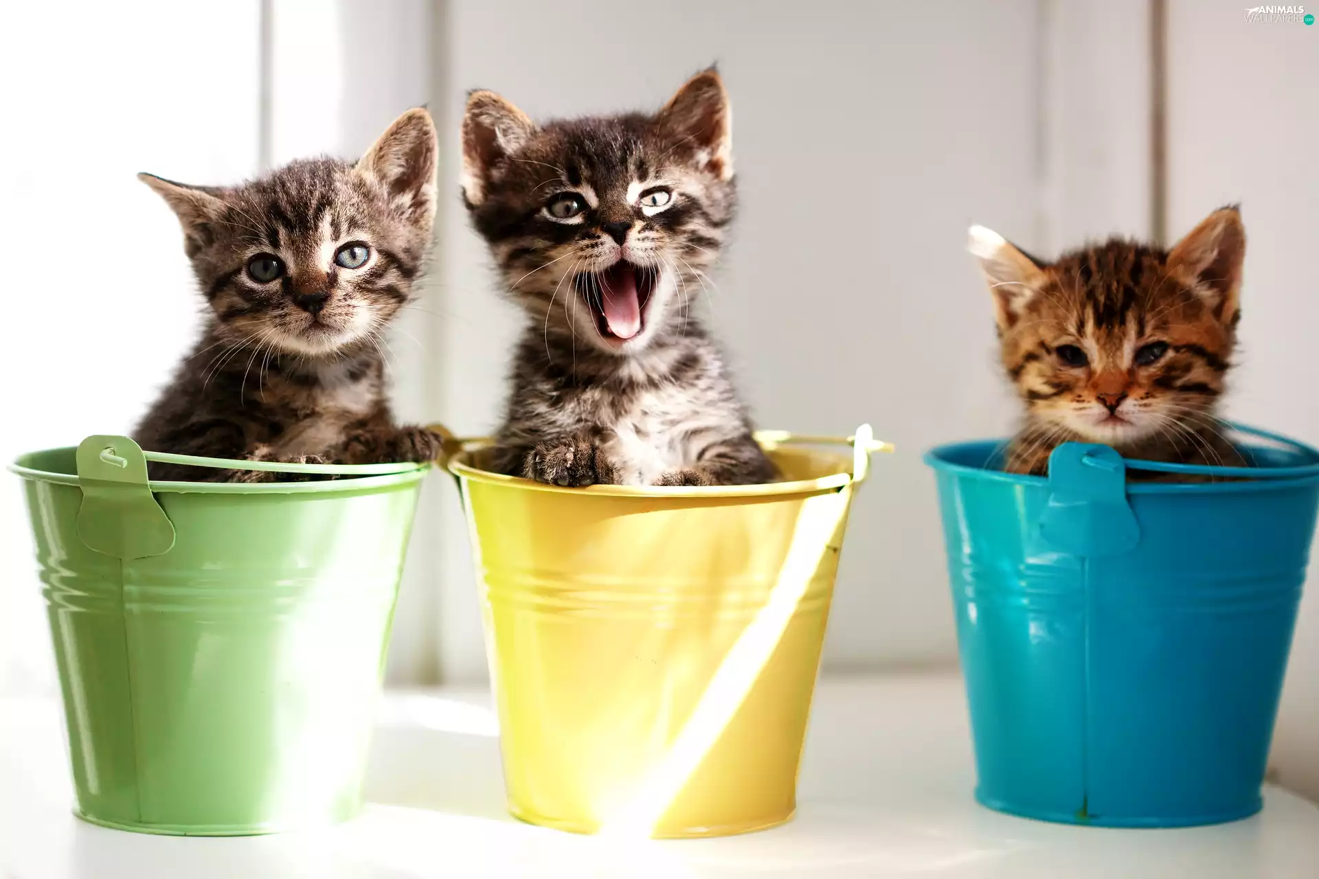 little doggies, color, Buckets, puss