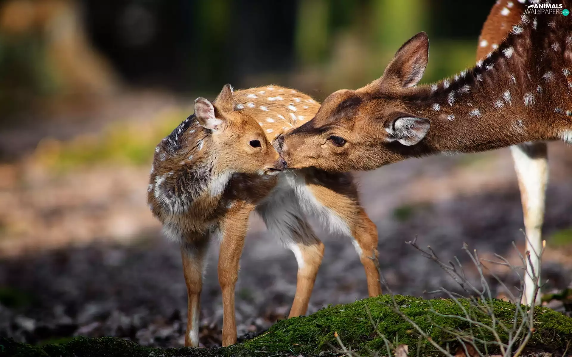 forest, roe, little doggies