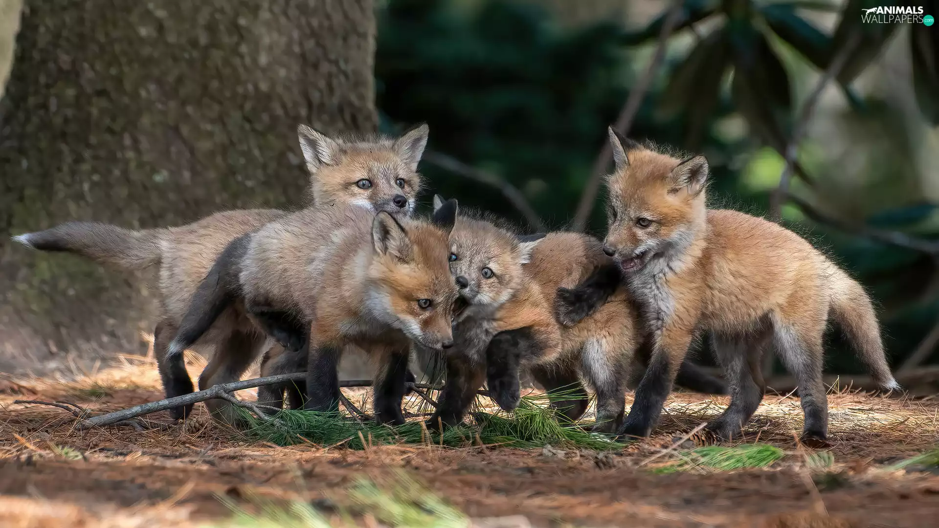 foxes, playing, little doggies