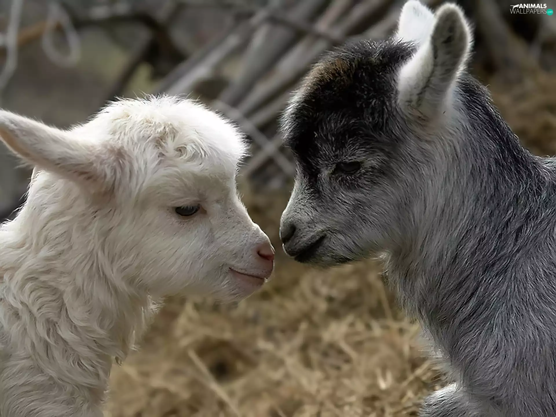 goats, Two, little doggies
