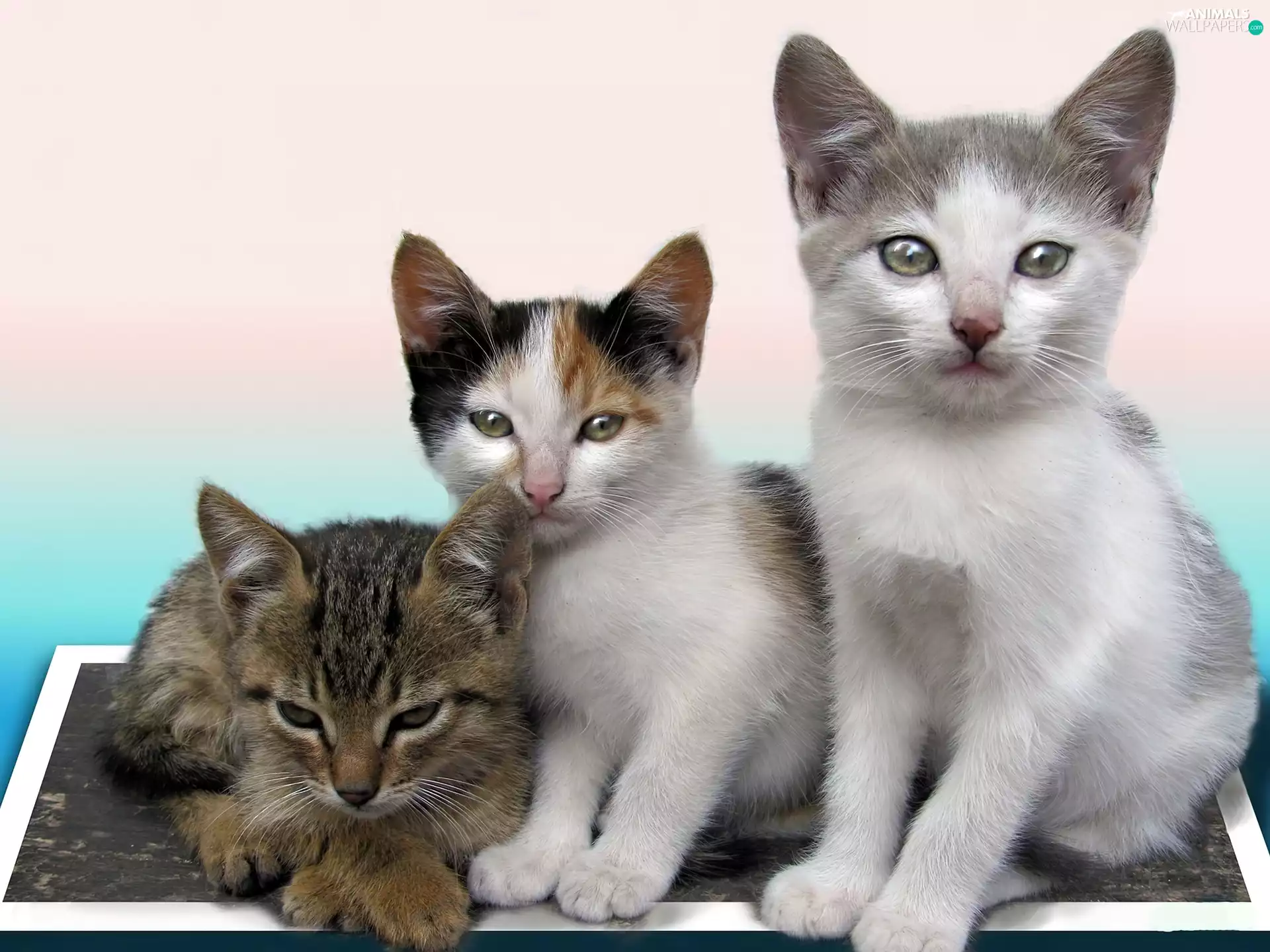 Kittens, Three, little doggies