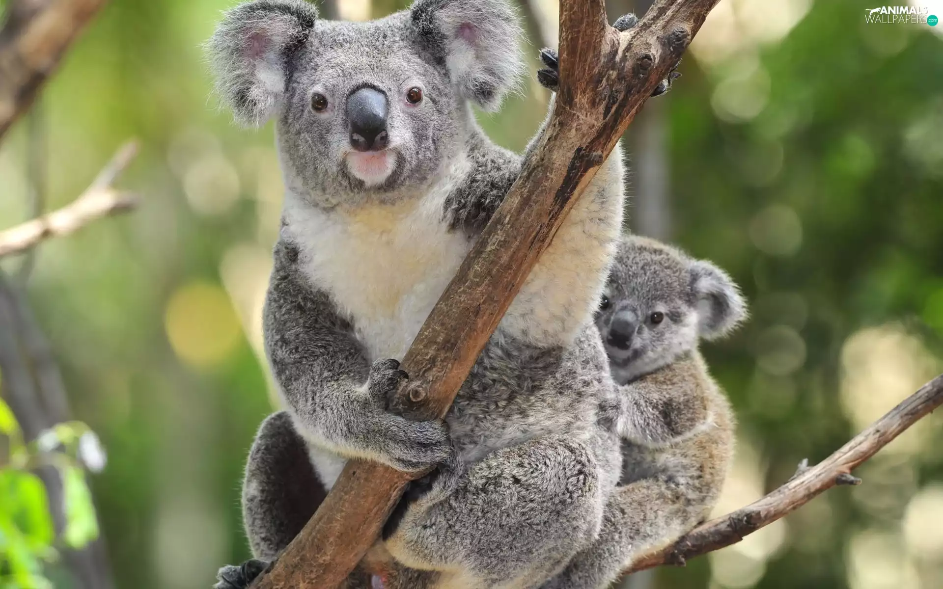 teddy bear, little doggies, trees, Koala