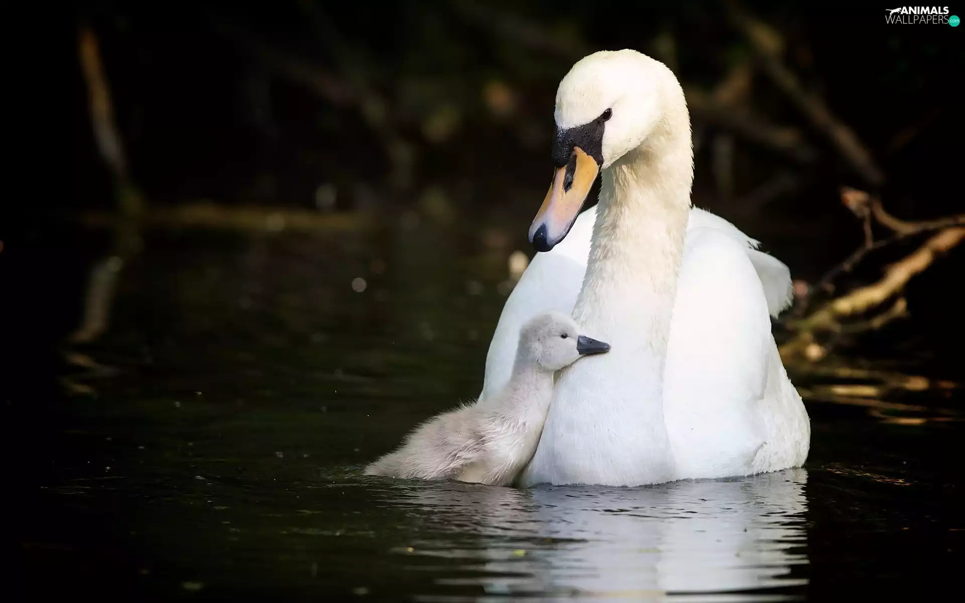 lake, Swans, little doggies