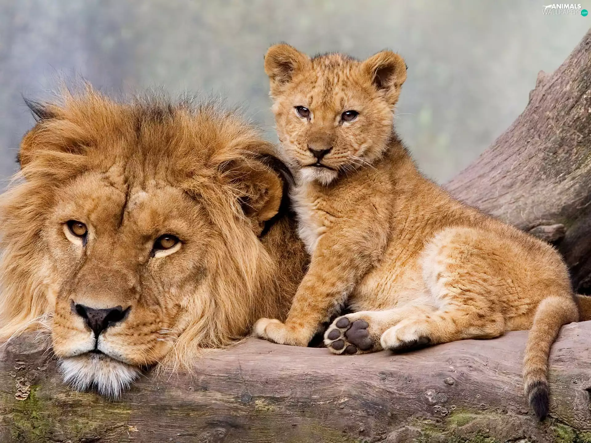 lion, Lion, little doggies