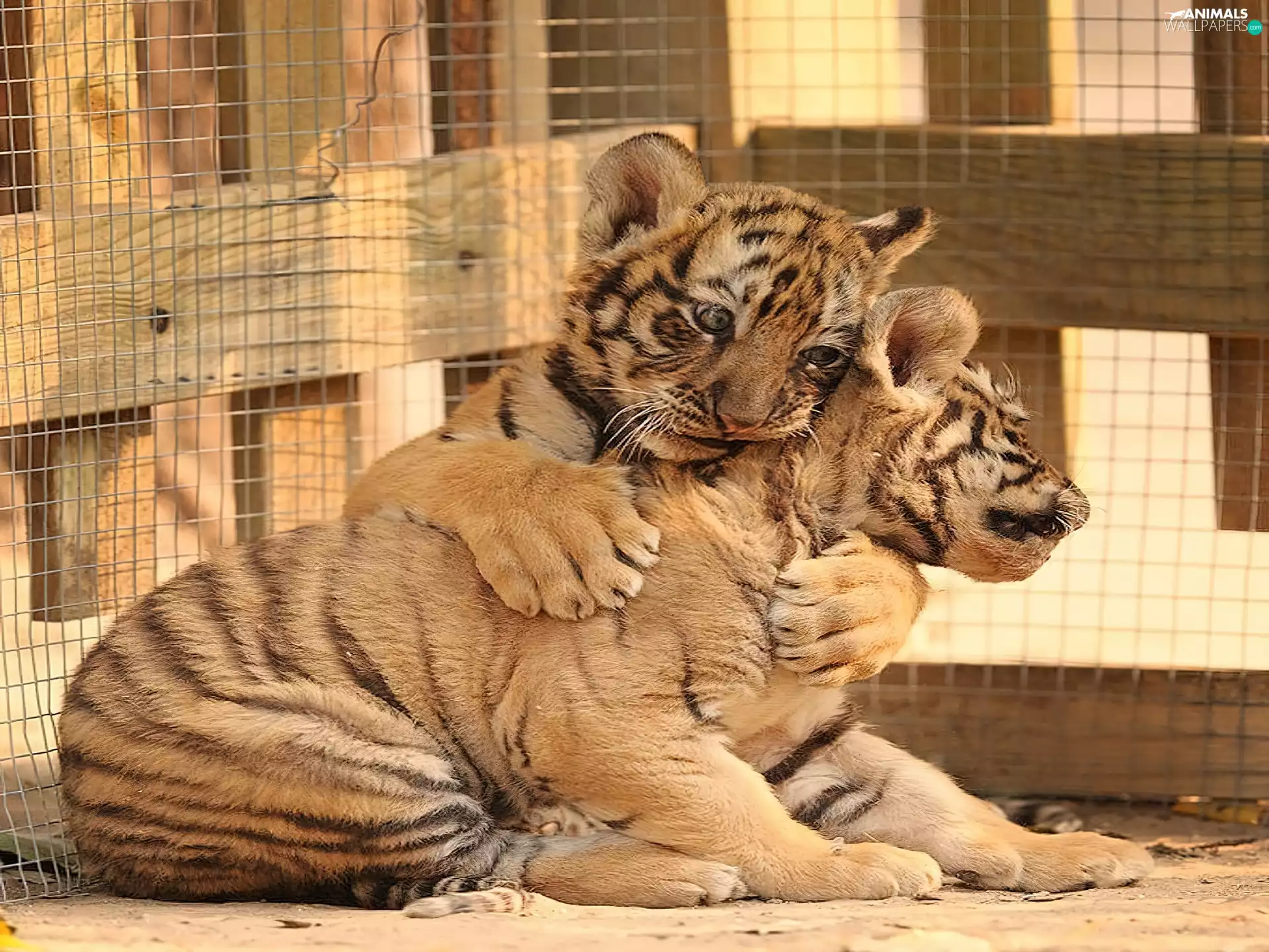 Tigers, Cage, little doggies, cuddled, Two cars