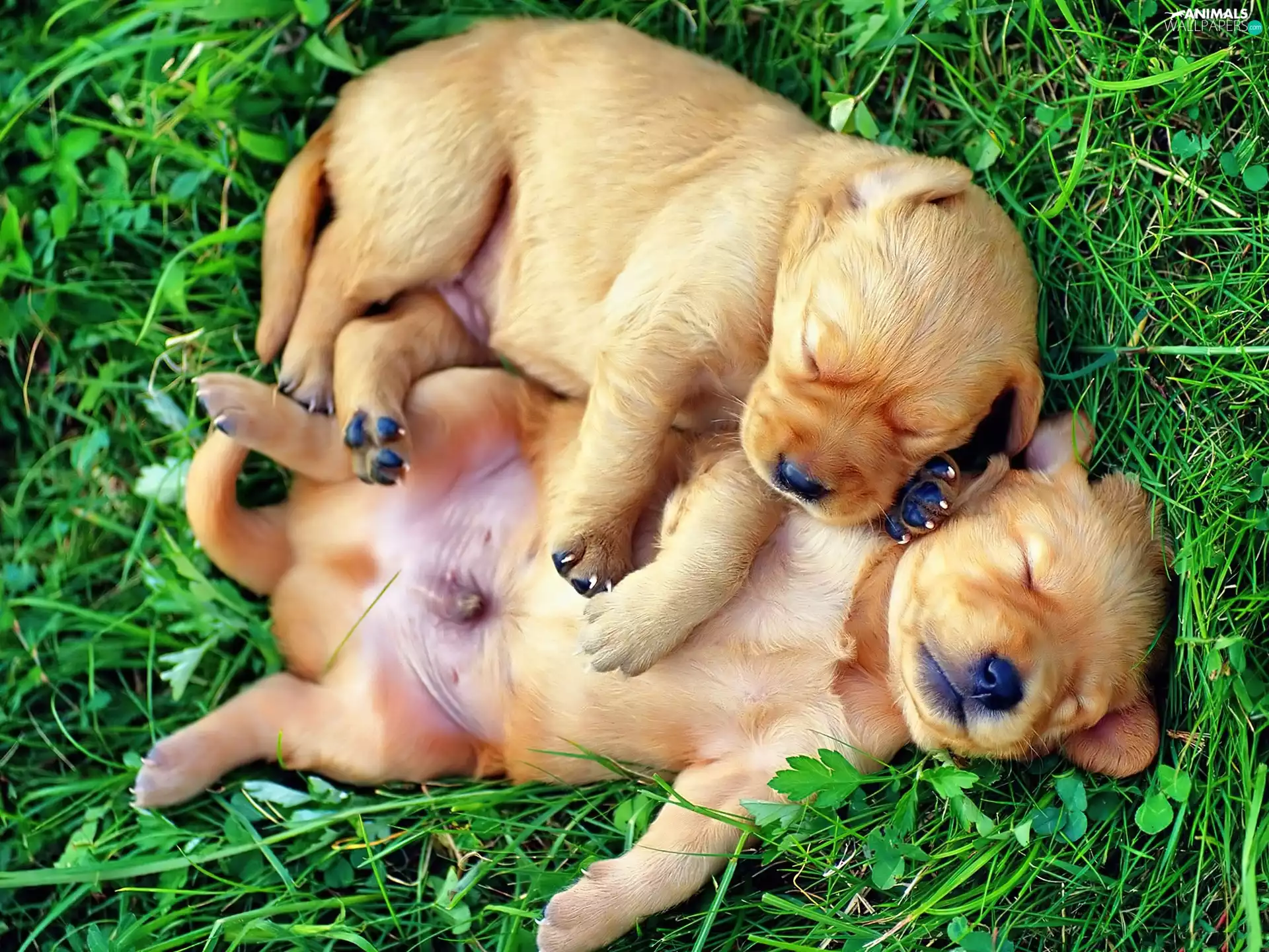 puppies, grass, little doggies, Sleeping, Two cars