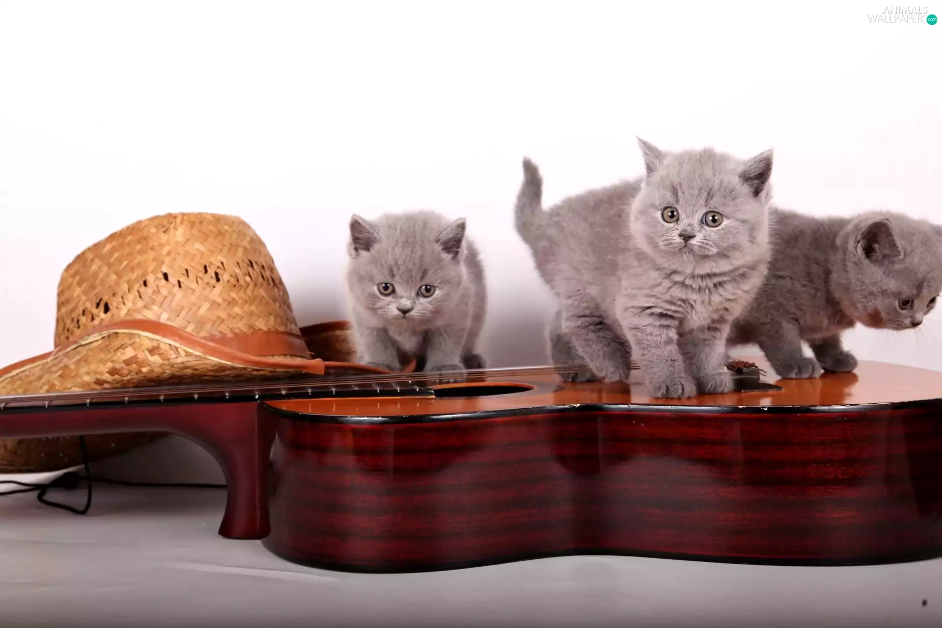 Guitar, Hat, little doggies, British Cats, Three
