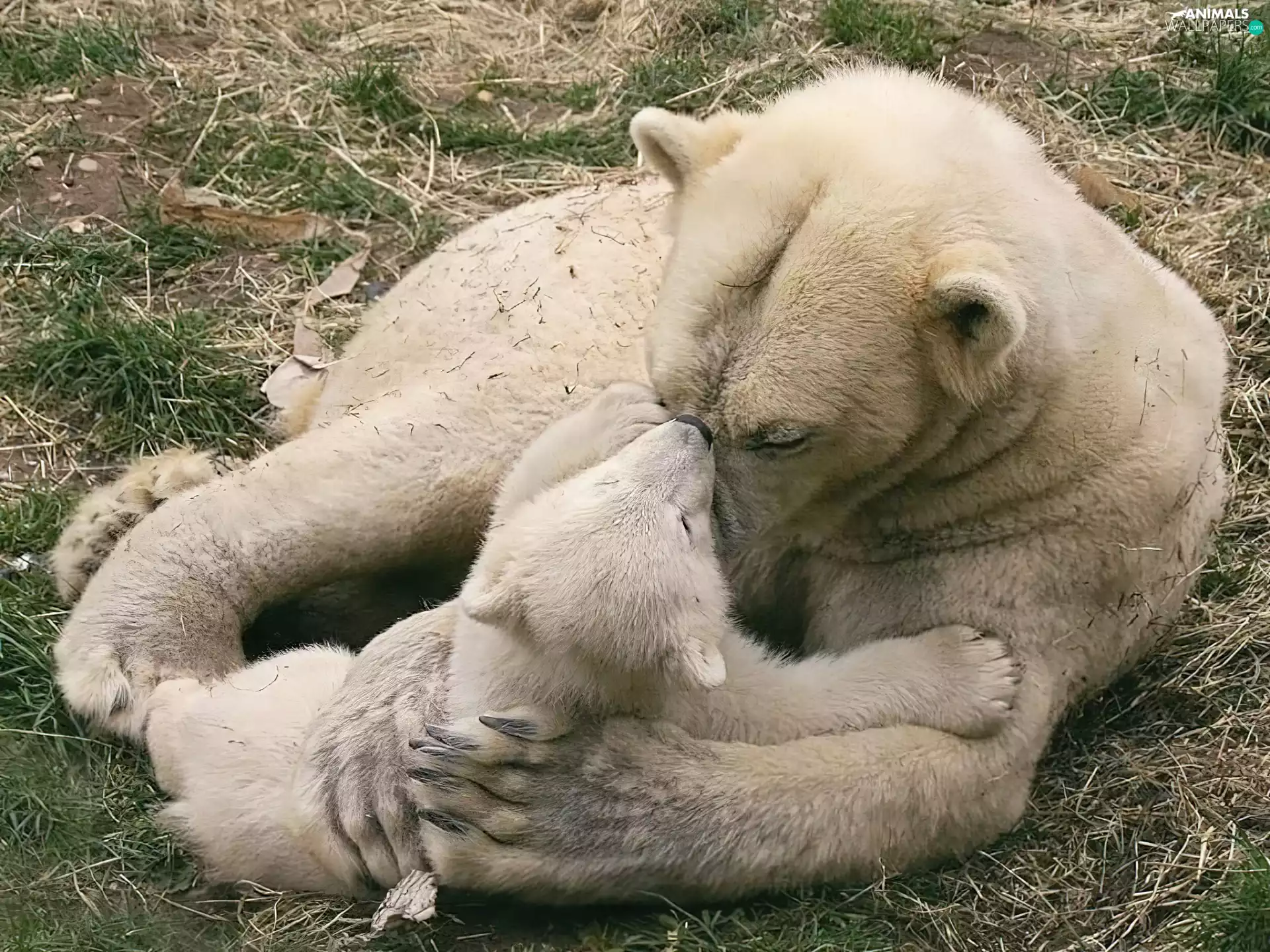 little doggies, mother, teddy bear