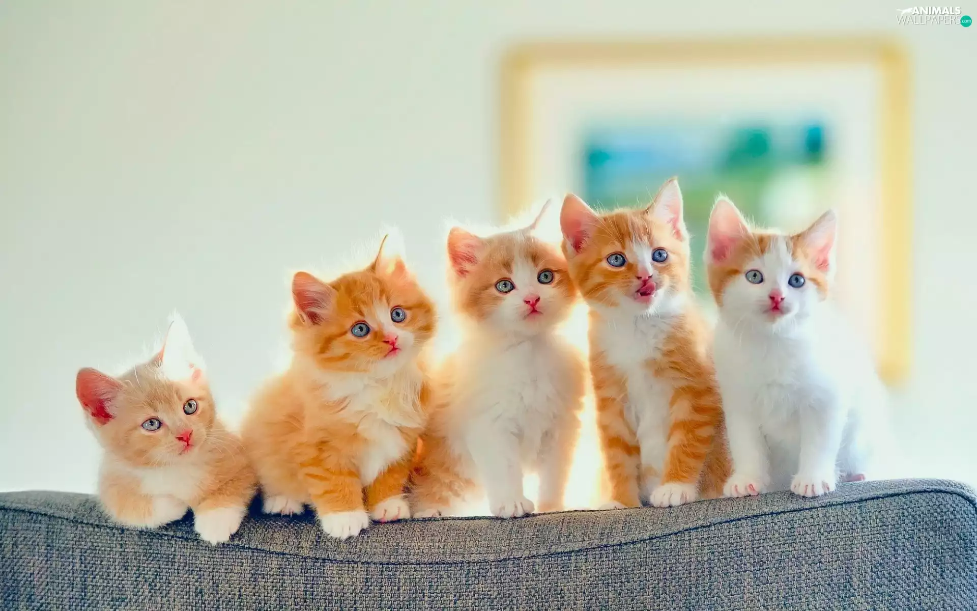 red head, little doggies, puss, sweet