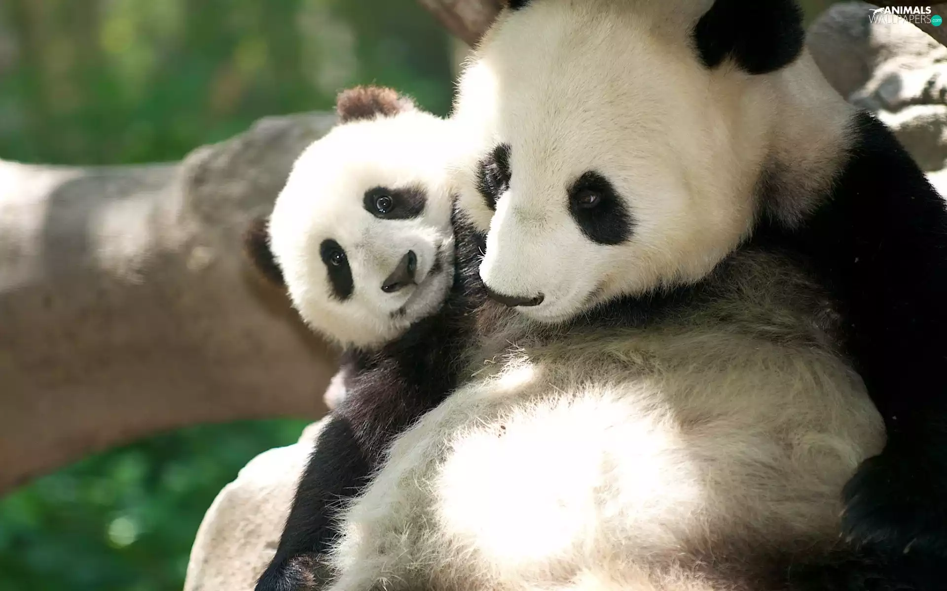 little doggies, teddy bear, zpabda