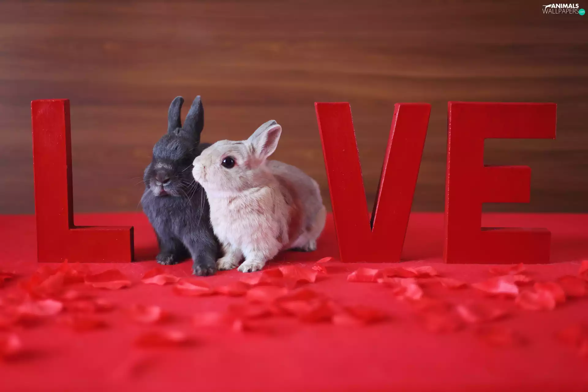 little doggies, text, LOVE, rabbits