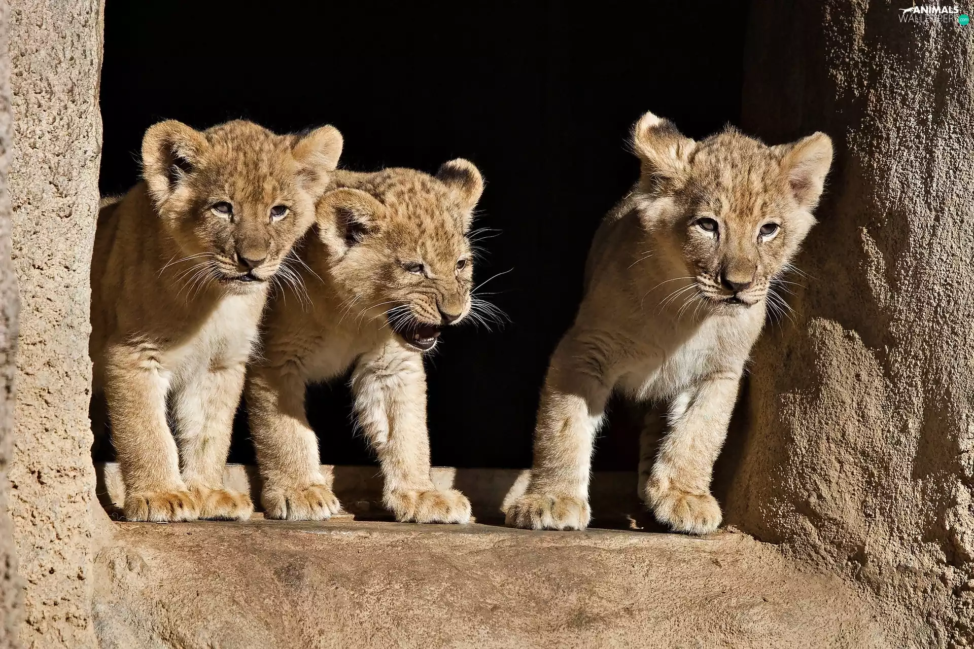 tigers, Three, little doggies