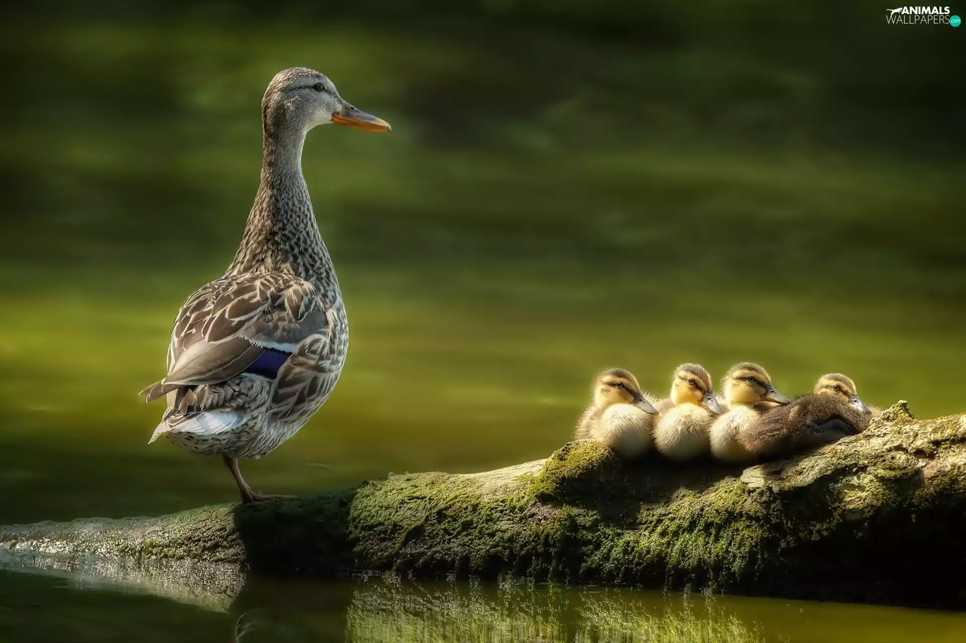 water, duck, little doggies