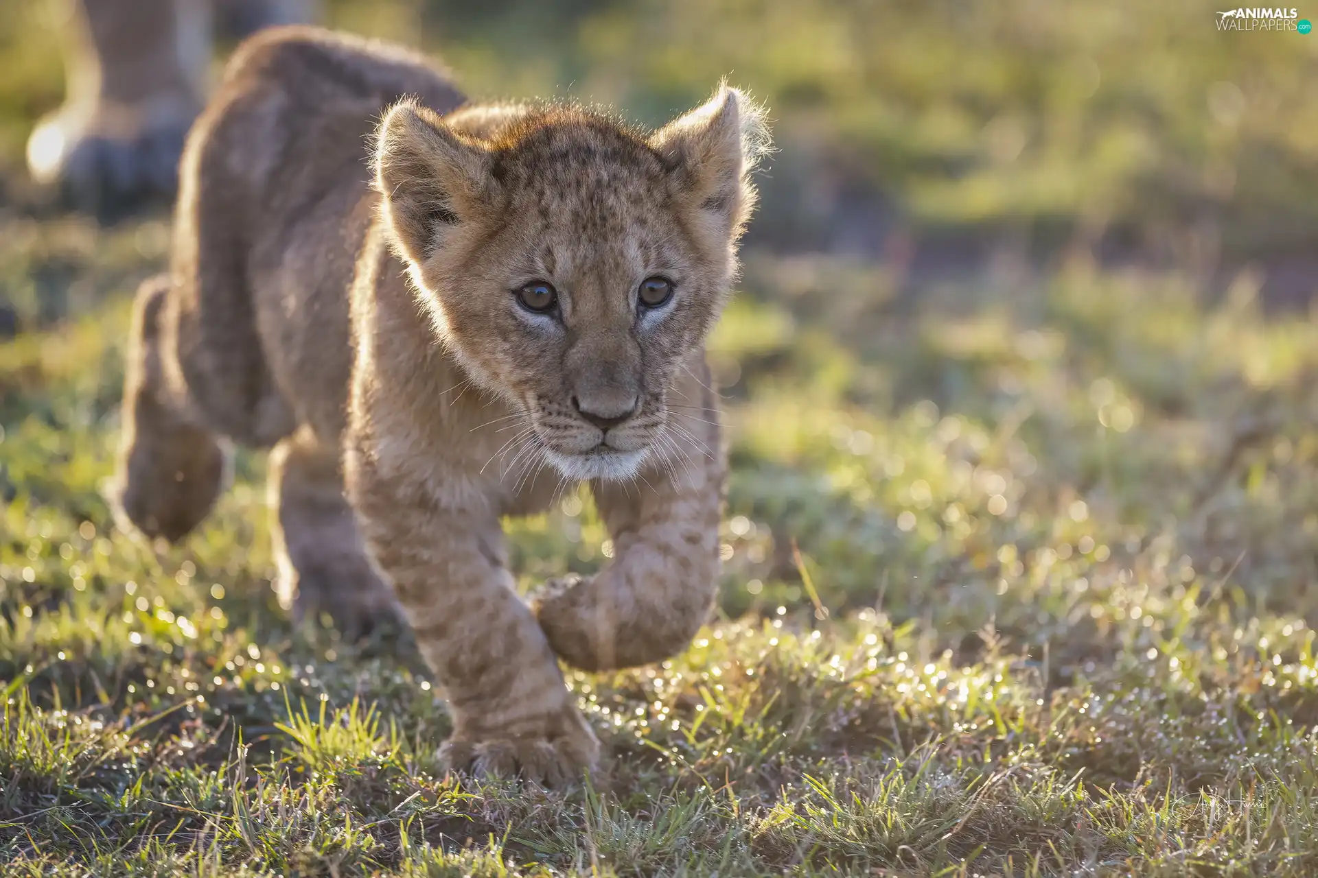 little doggies, young, Lion, lion