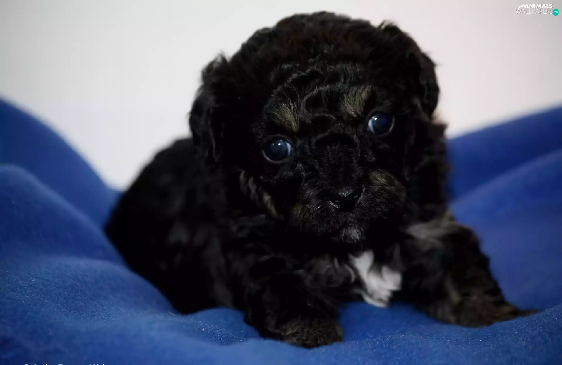 Black, Blue, background, doggy