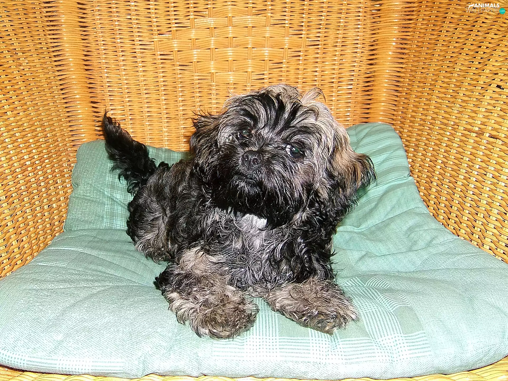 Black, basket, Pillow, doggy