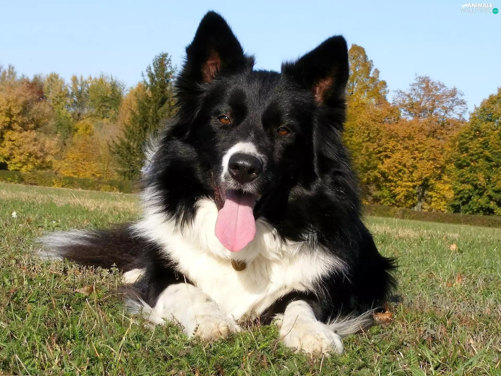 Border Collie, cheerful, doggy