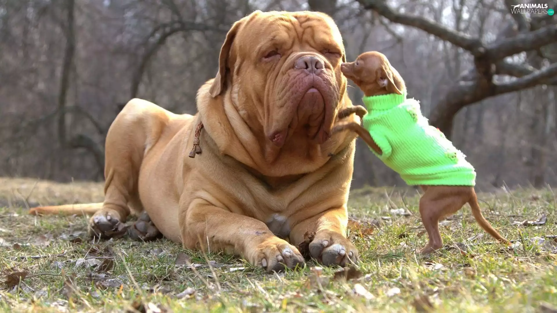 doggy, small, Dressed