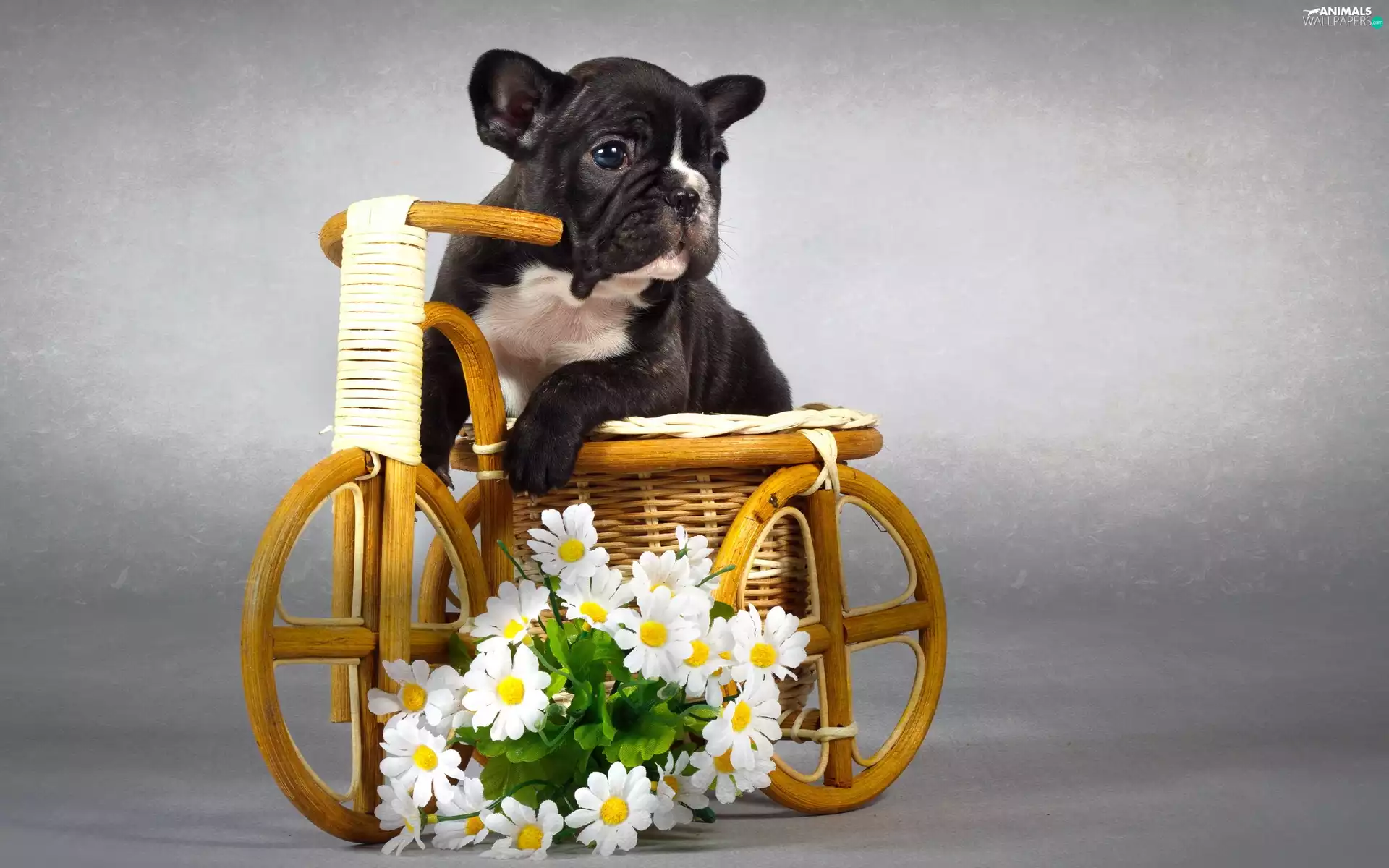 doggy, Flowers