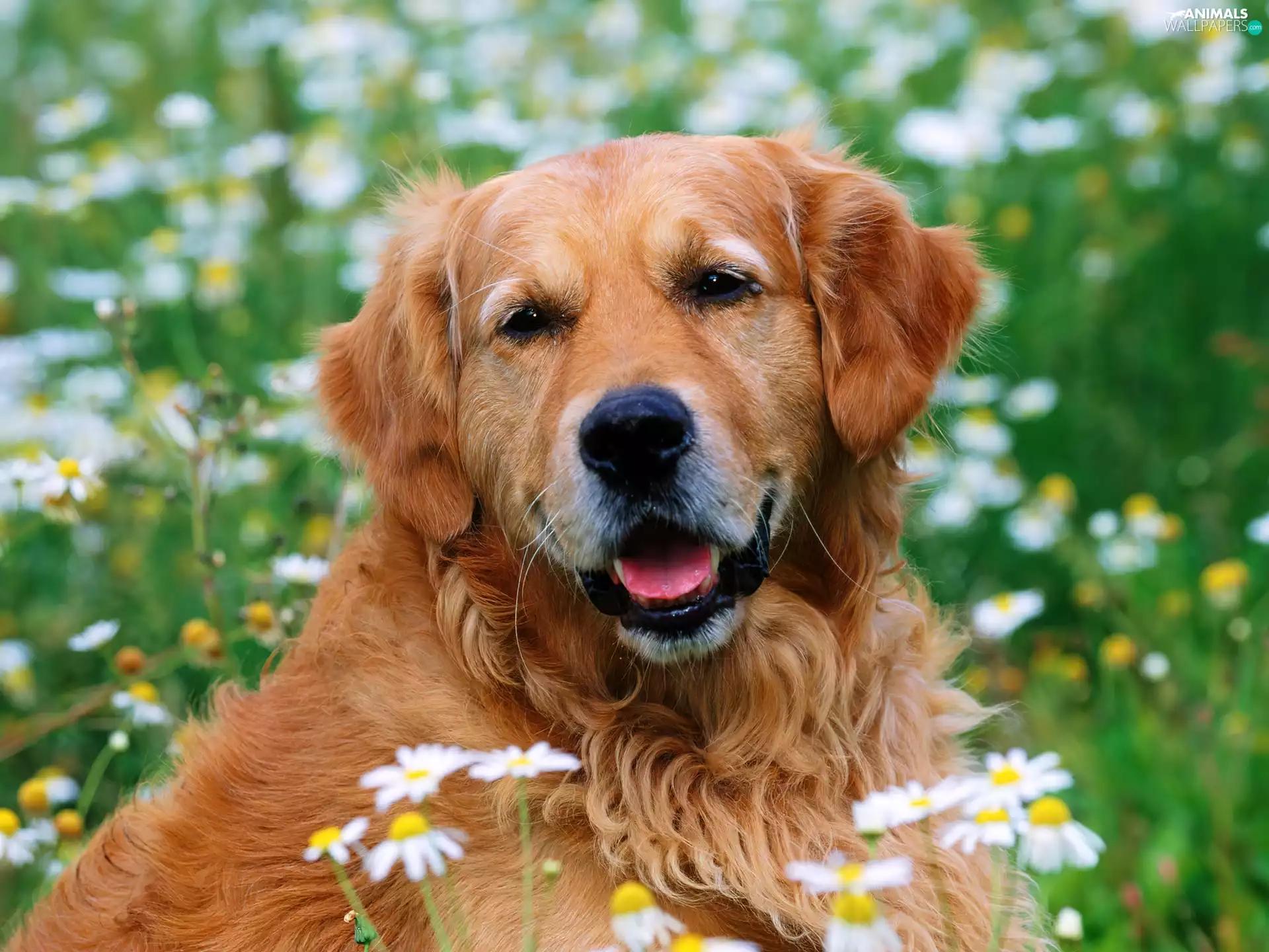 ginger, Head, Flowers, doggy