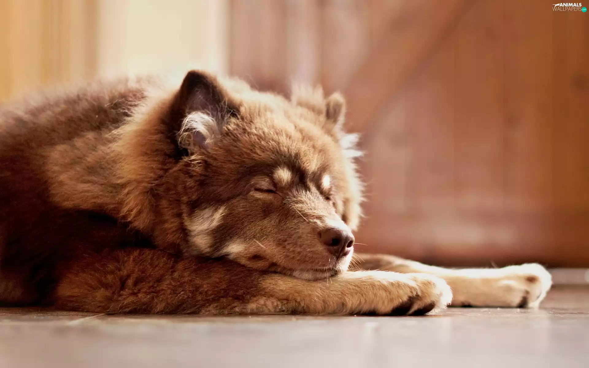 doggy, sleepy, ginger