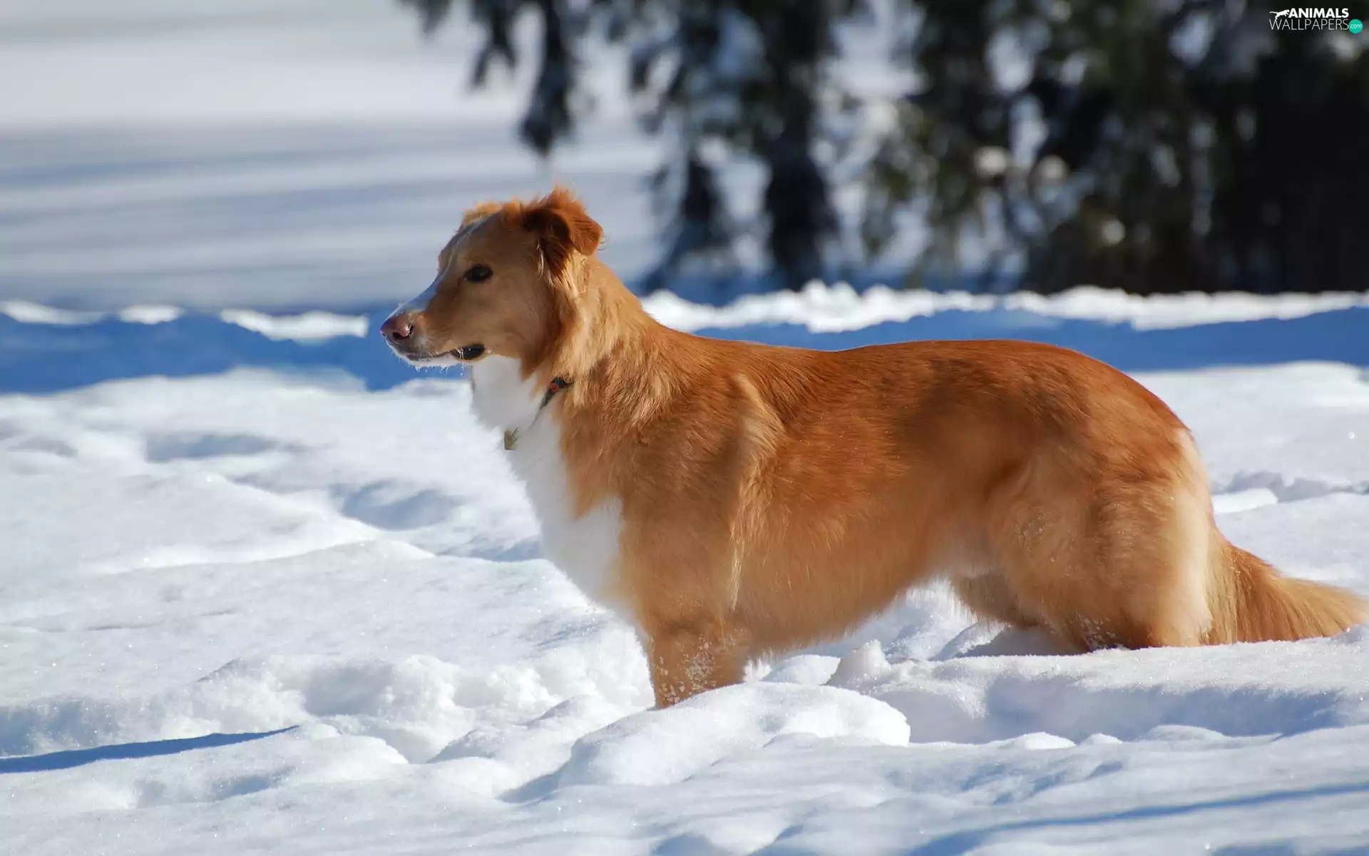 ginger, snow, winter, doggy