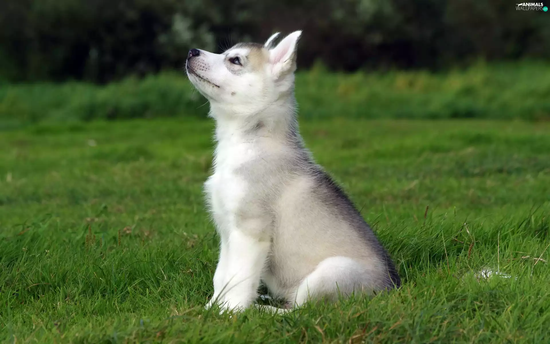 Husky, doggy, grass, Puppy, Meadow