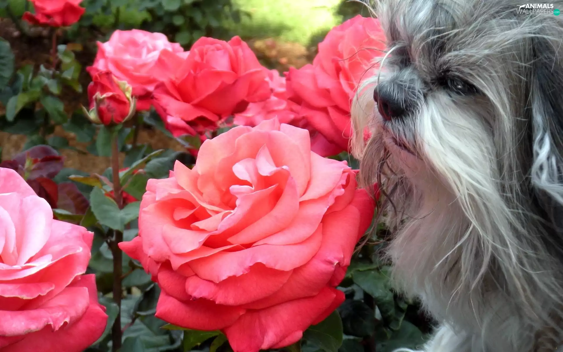 doggy, roses, Gray