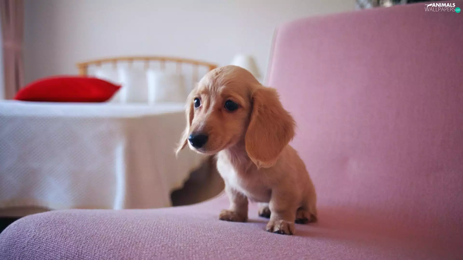 honeyed, Puppy, dachshund, doggy