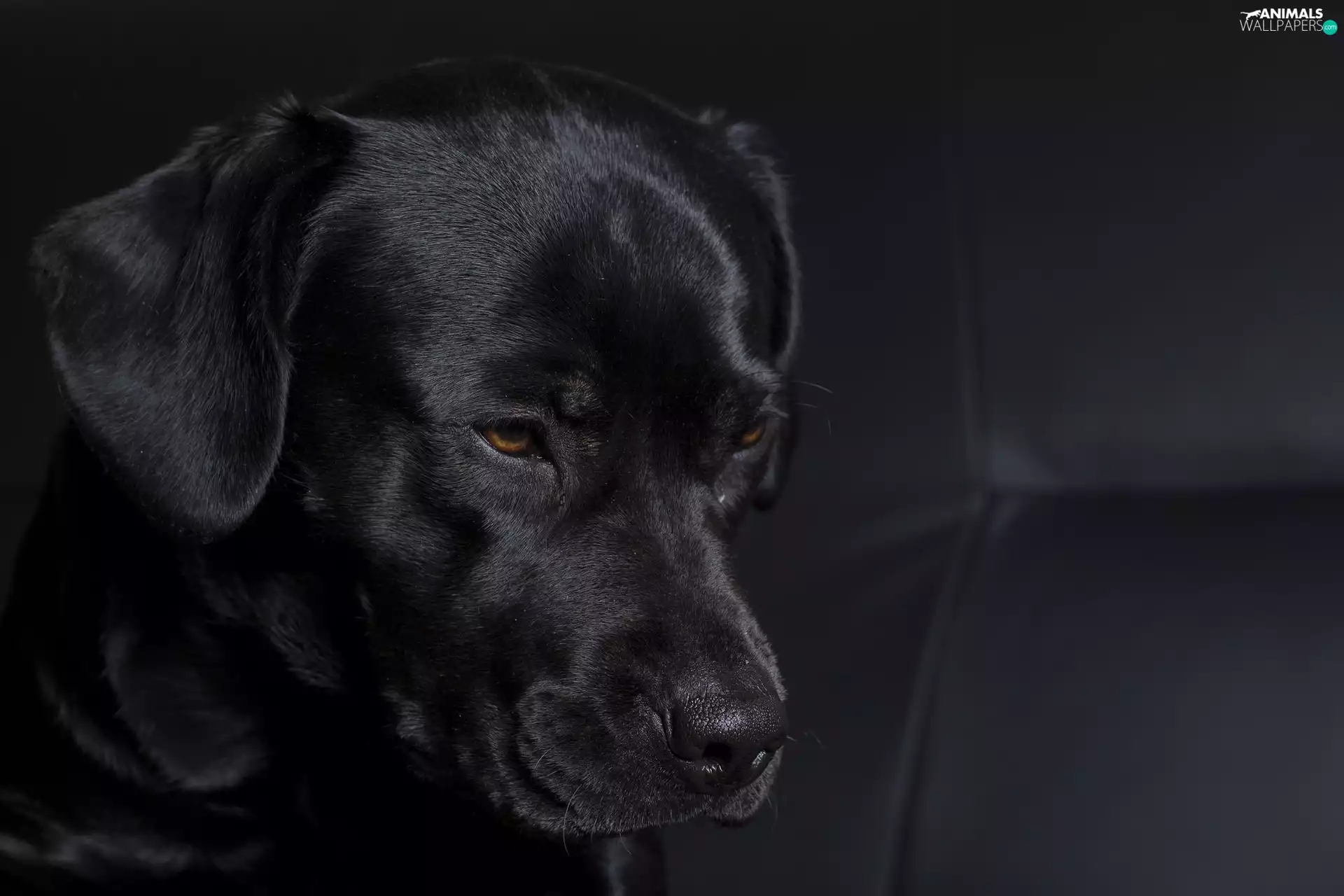 Labrador Retriever, Black, doggy