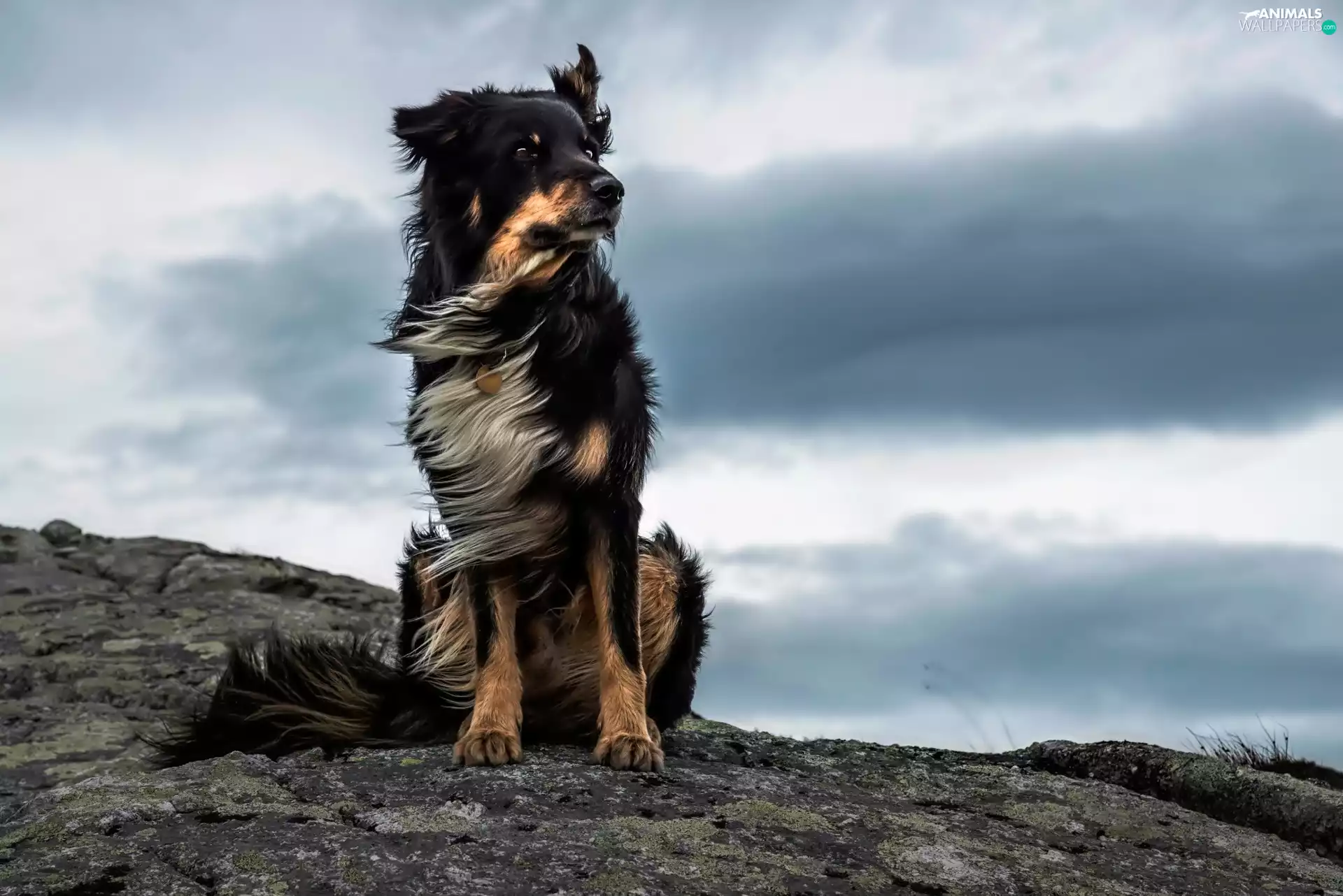 lonely, Rocks, clouds, doggy