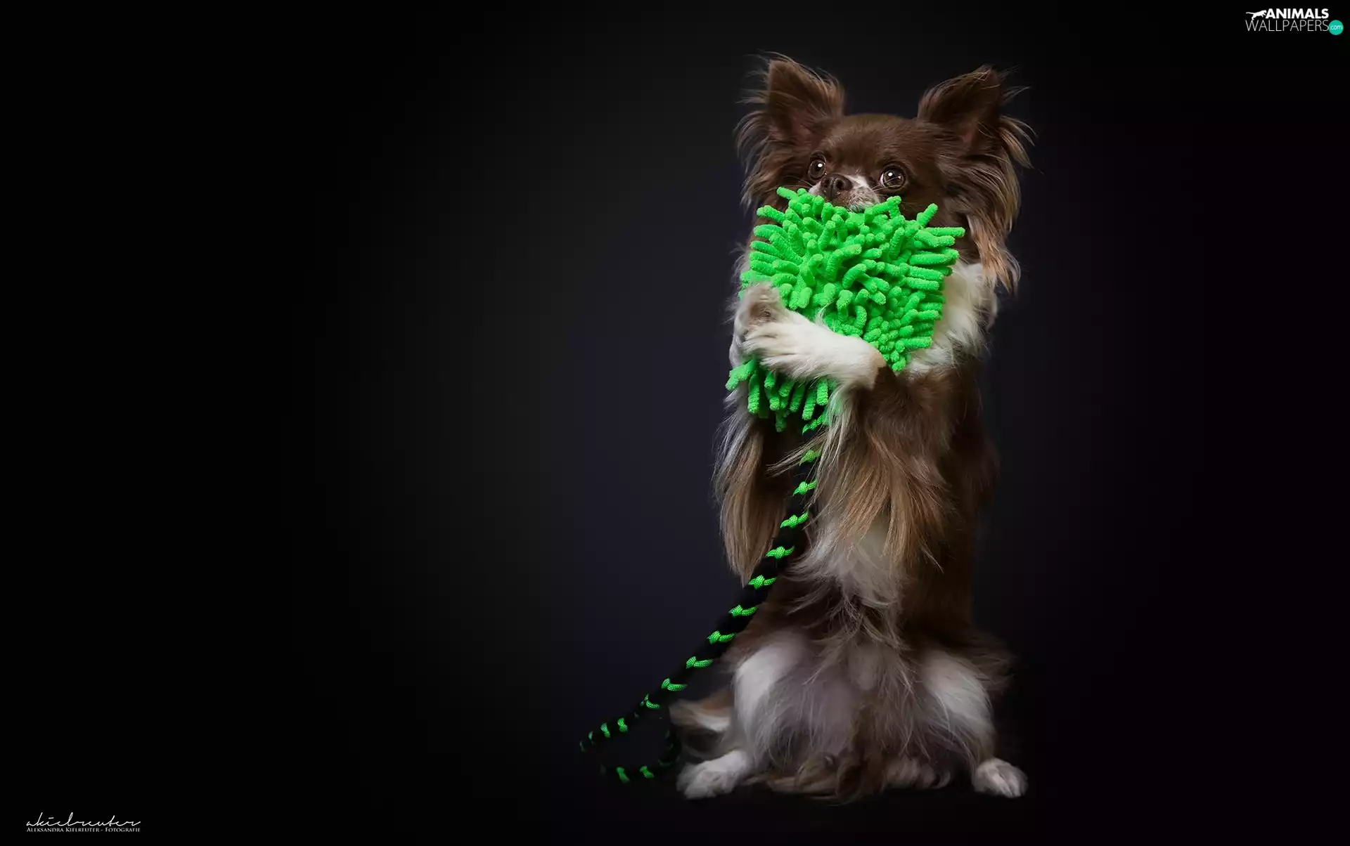 toy, doggy, Long-haired Chihuahua