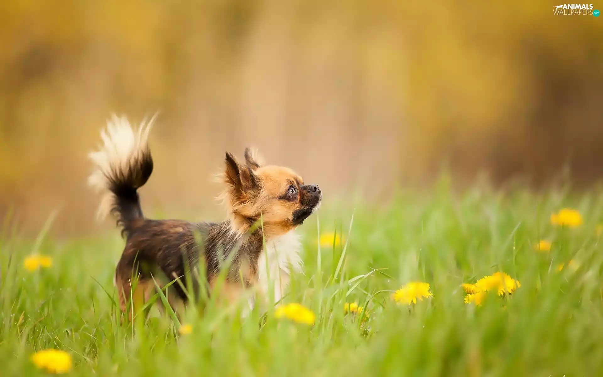 doggy, Meadow
