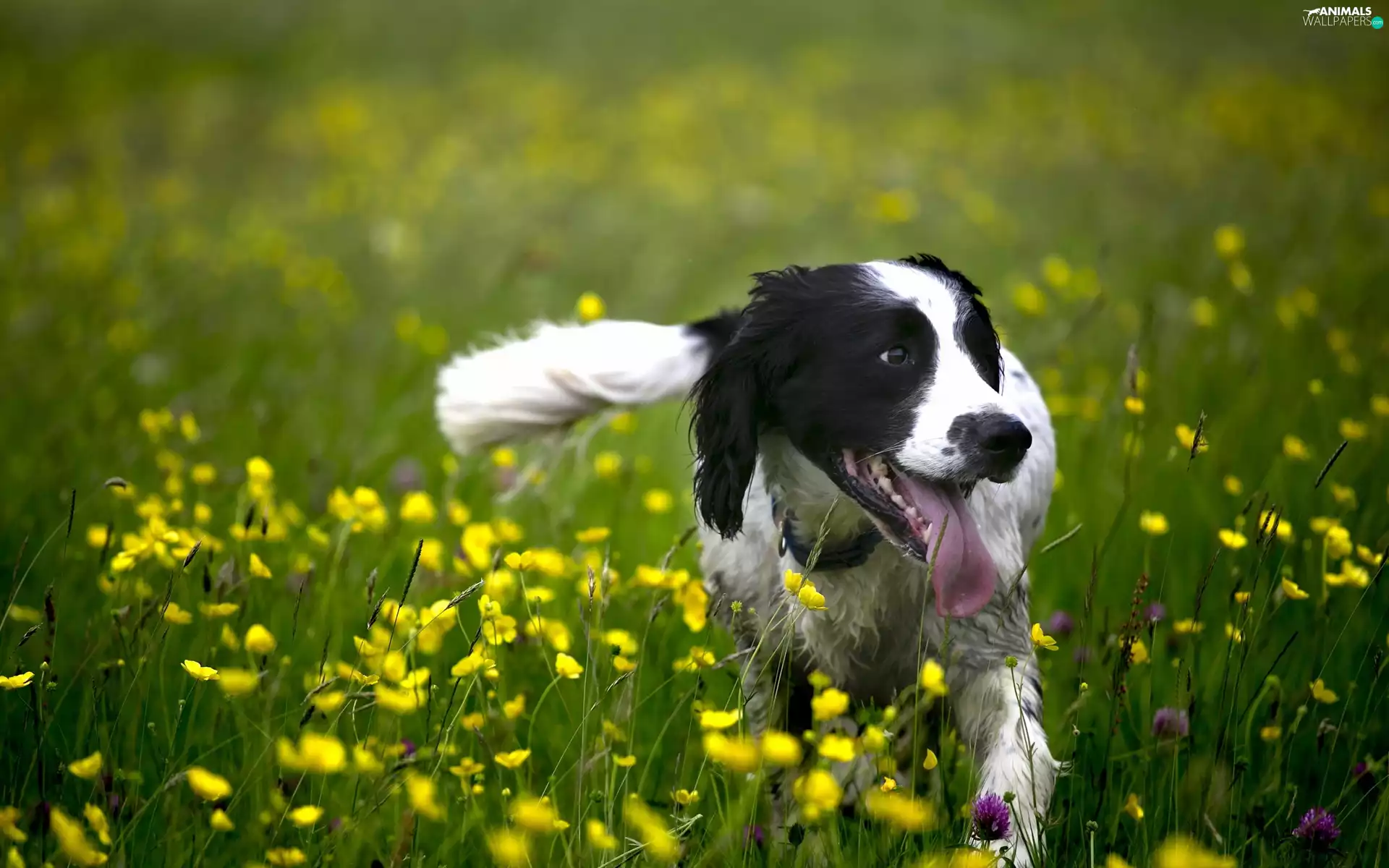 doggy, Meadow
