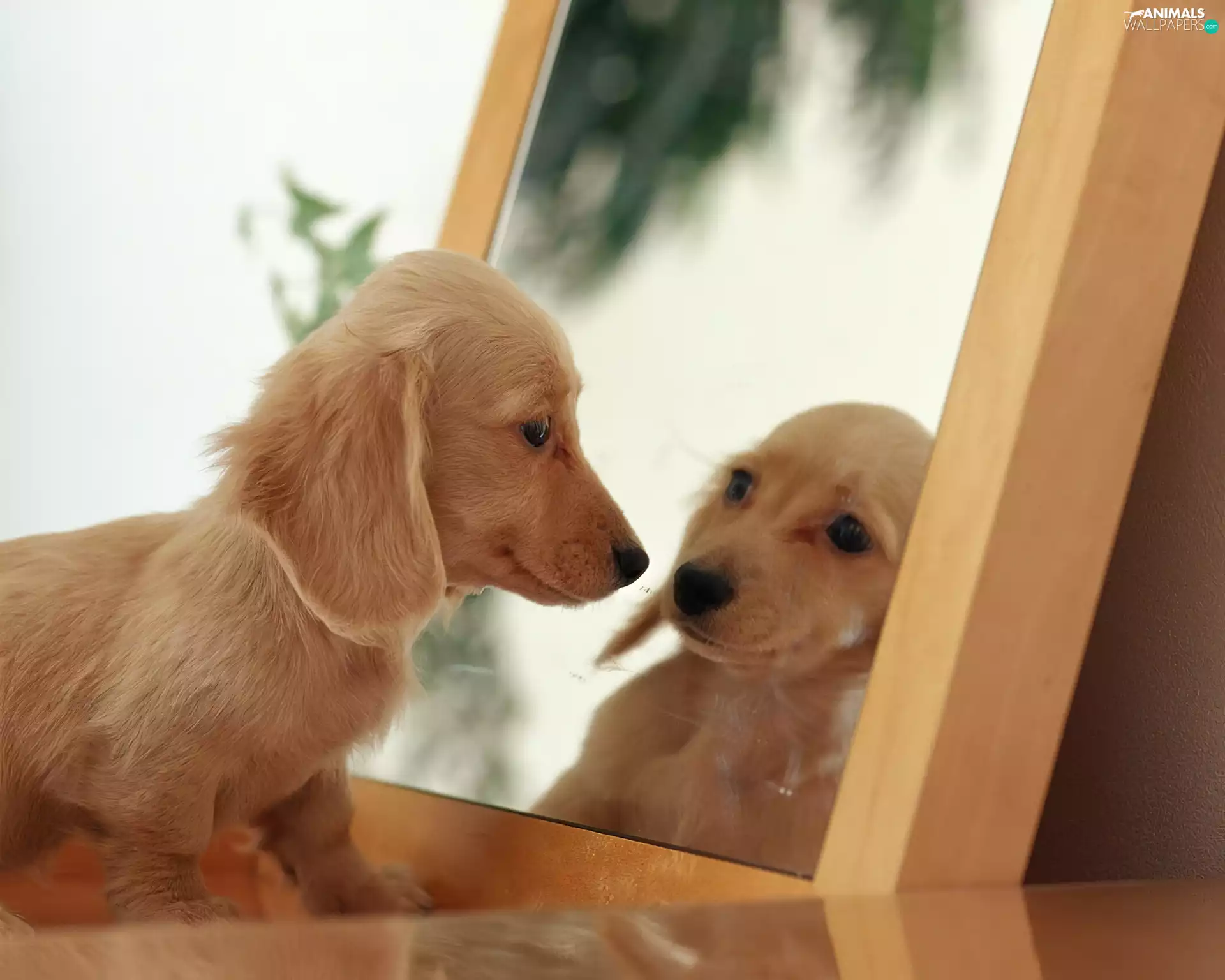 doggy, Mirror