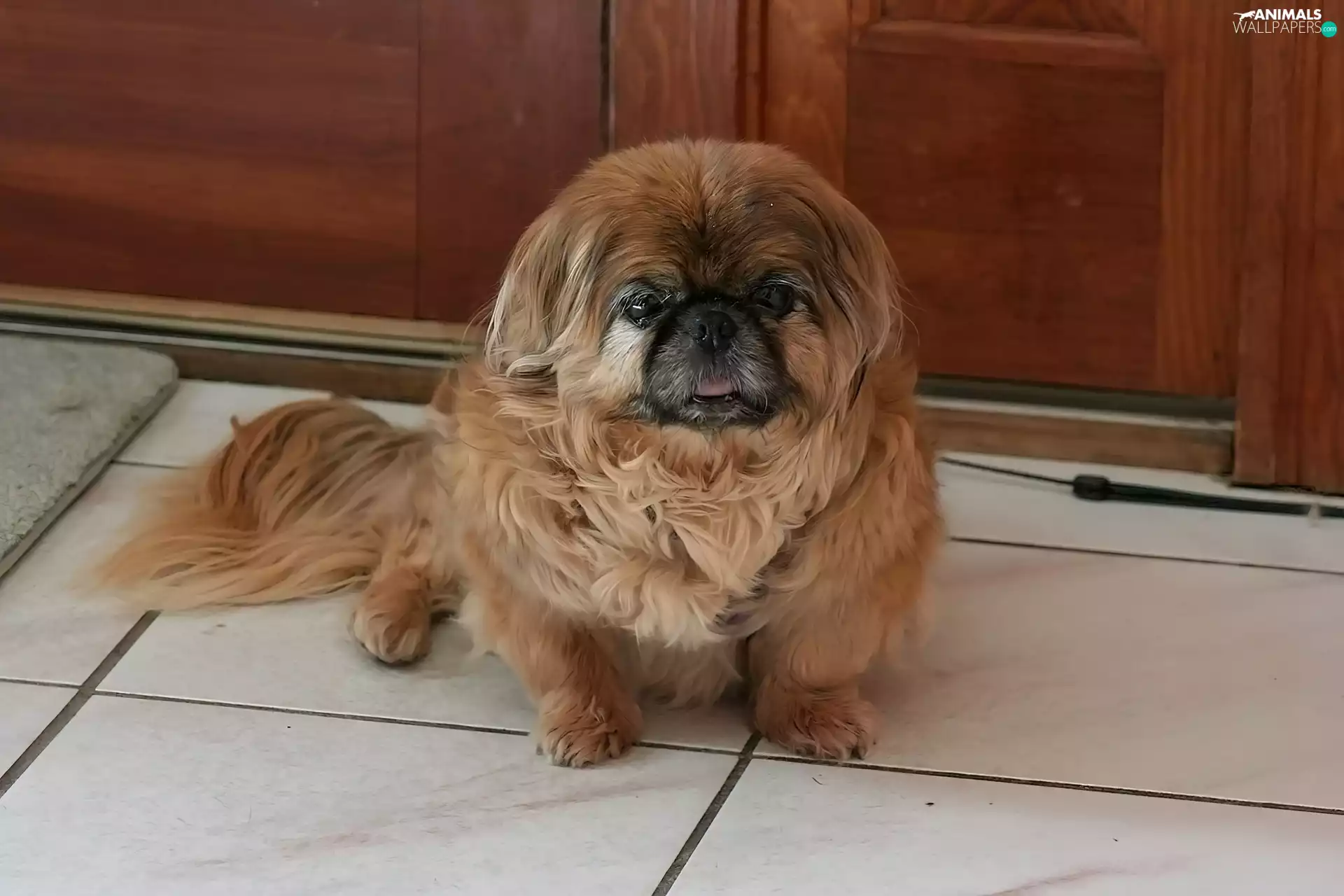 doggy, pekinese