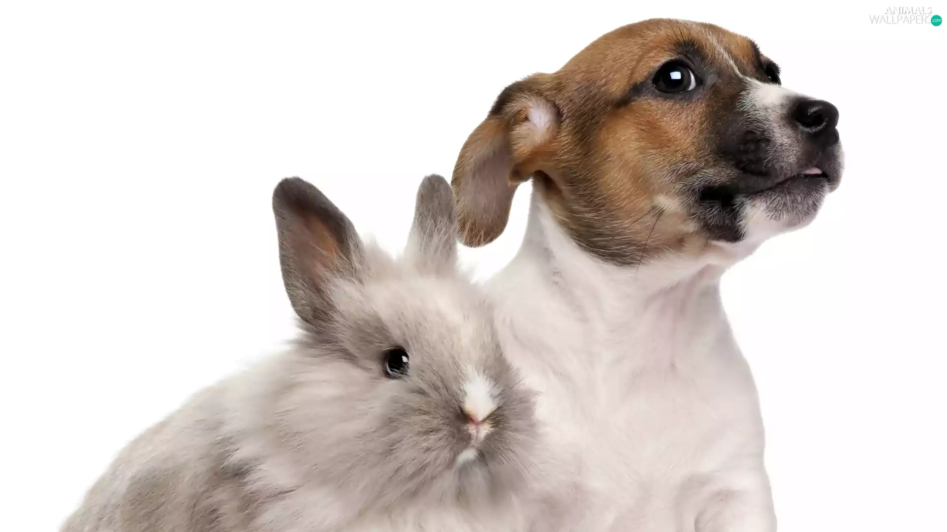 doggy, Rabbit