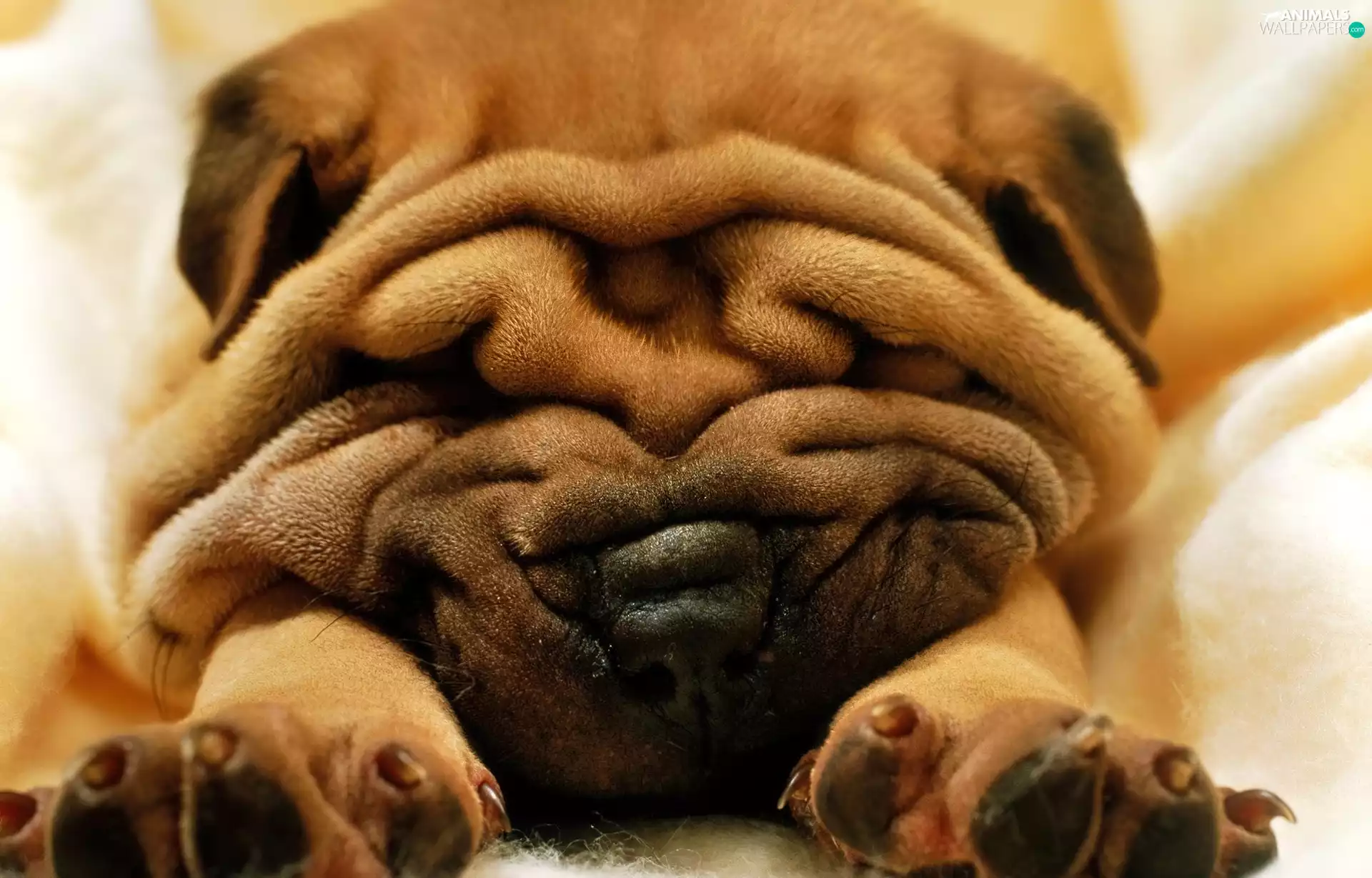 Shar Pei, wrinkled, doggy