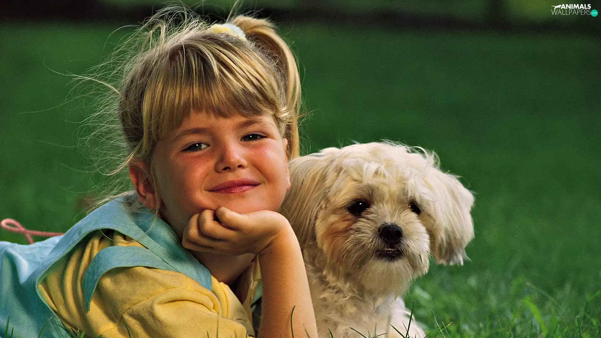 Shih Tzu, girl, doggy