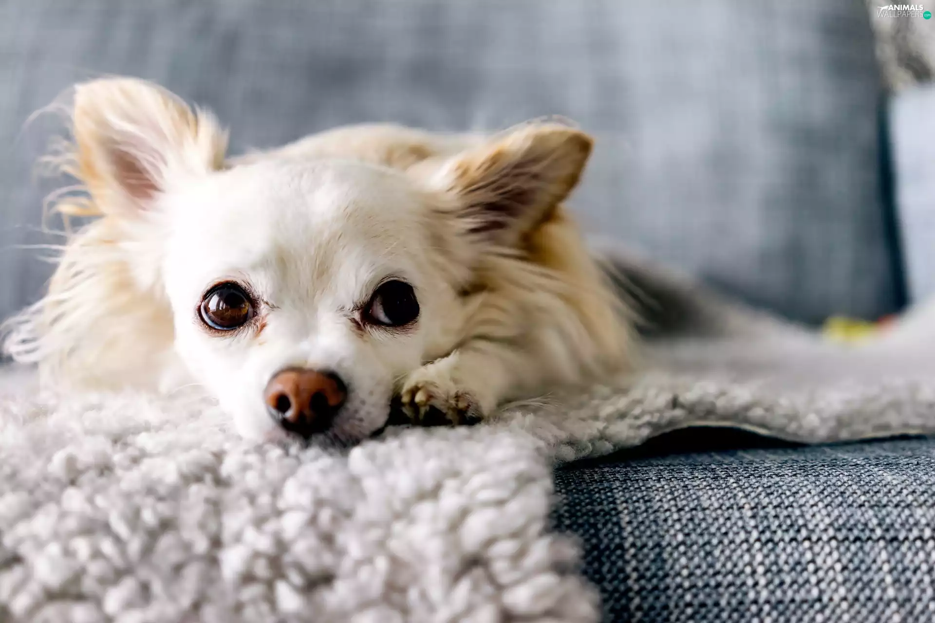 small, Chihuahua, Sofa, doggy