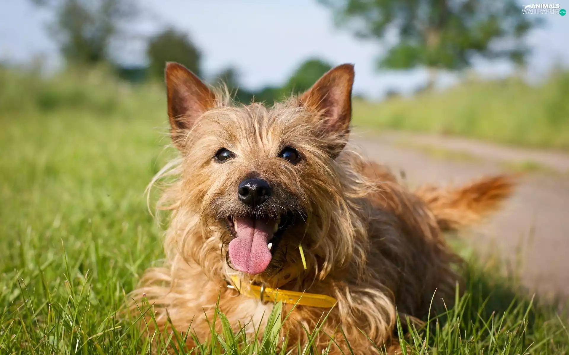 doggy, Australian Terrier