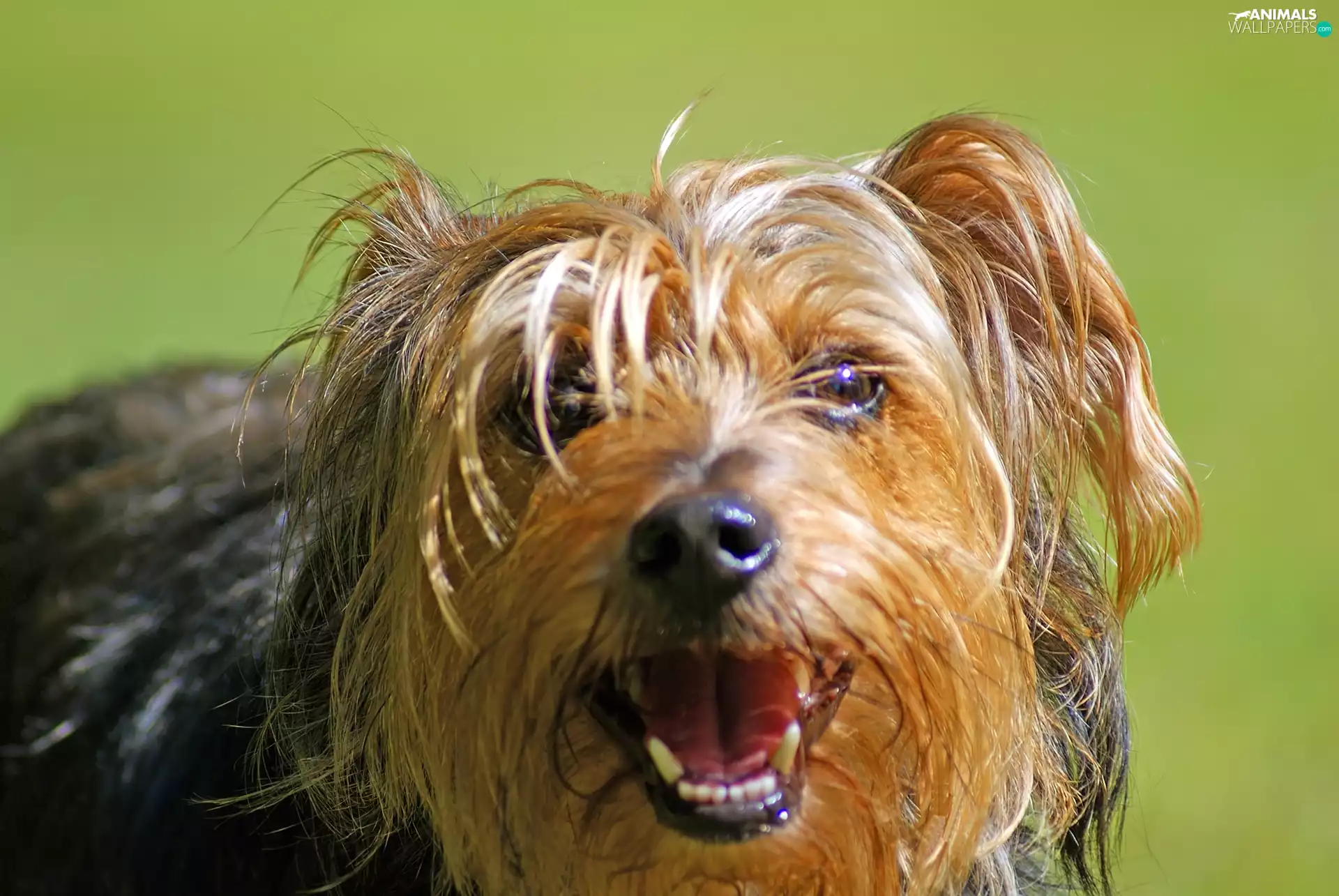 doggy, Yorkshire Terrier