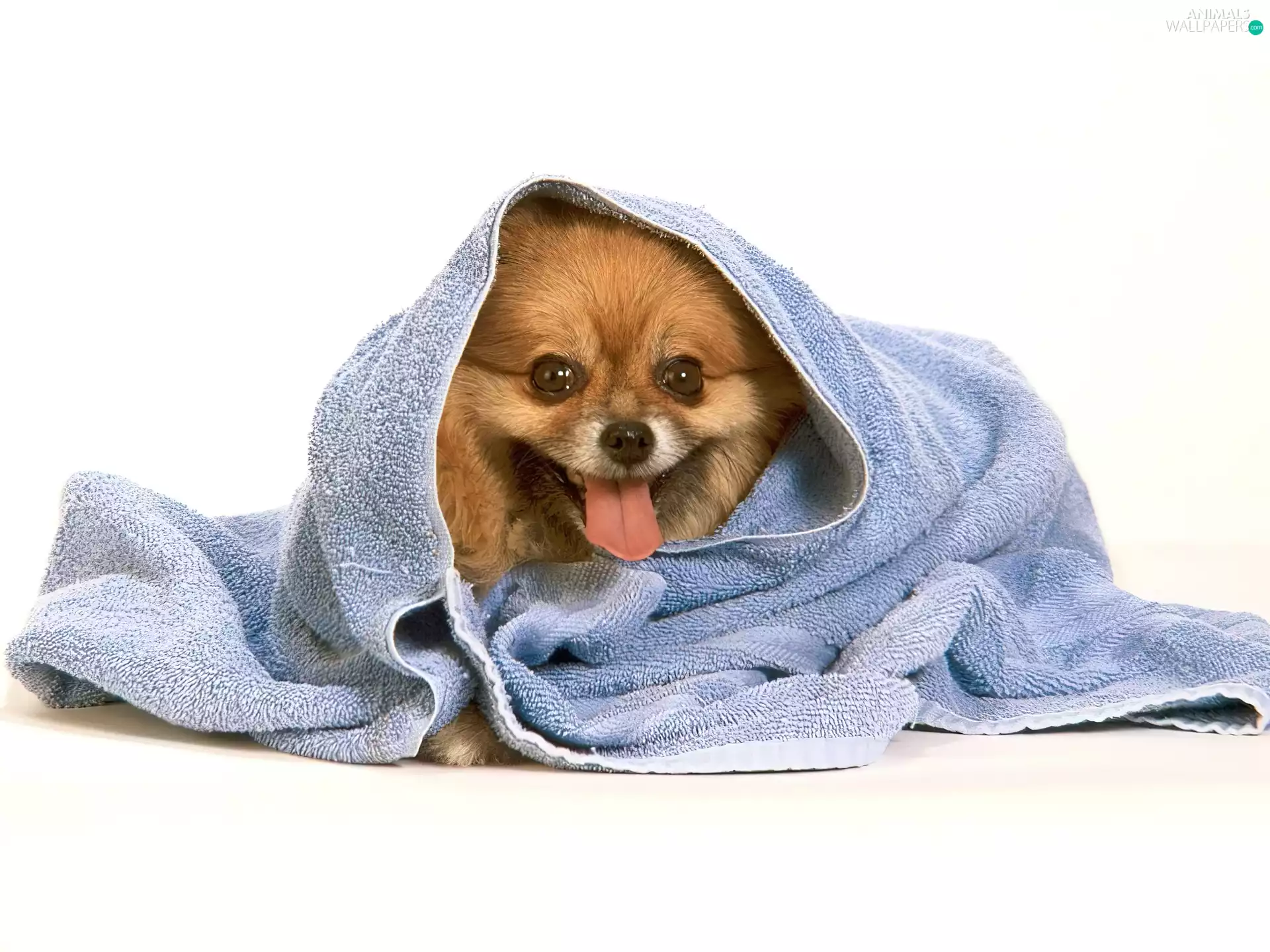 doggy, Towel
