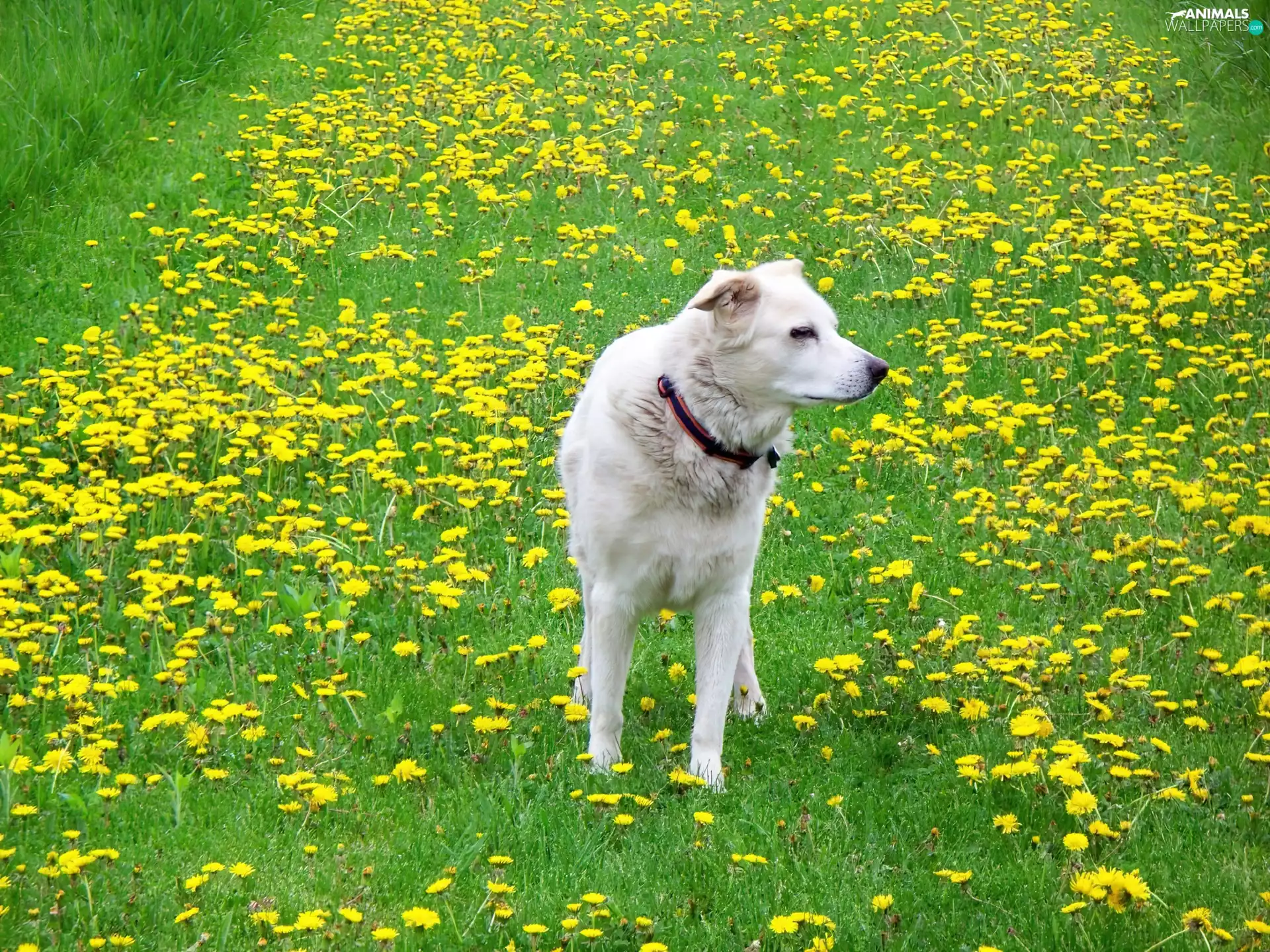 White, Meadow, dandelions, doggy