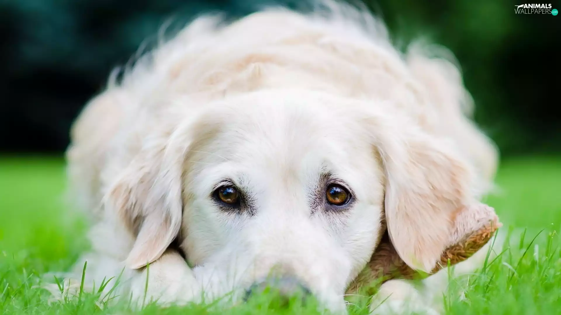 White, Eyes, grass, doggy