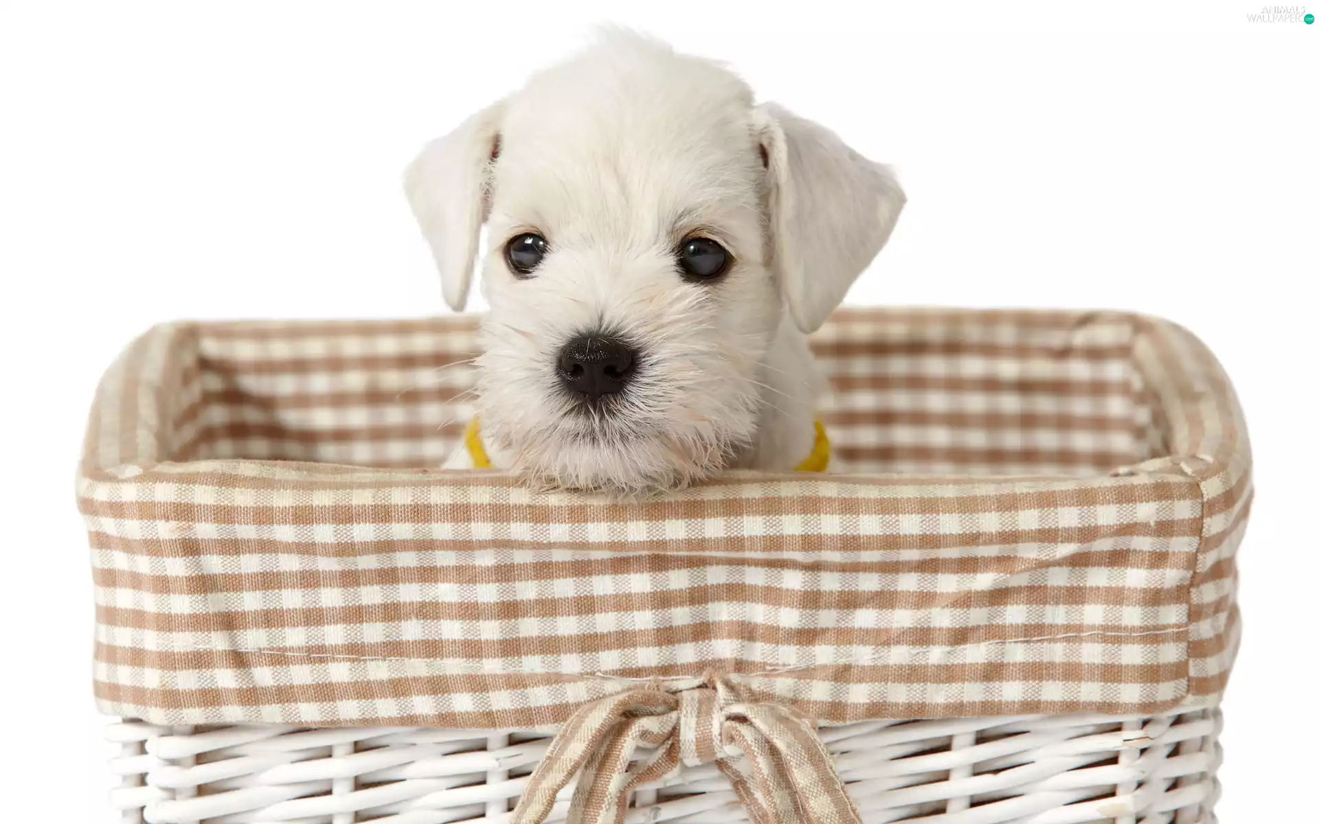 White, basket, Maltese, doggy