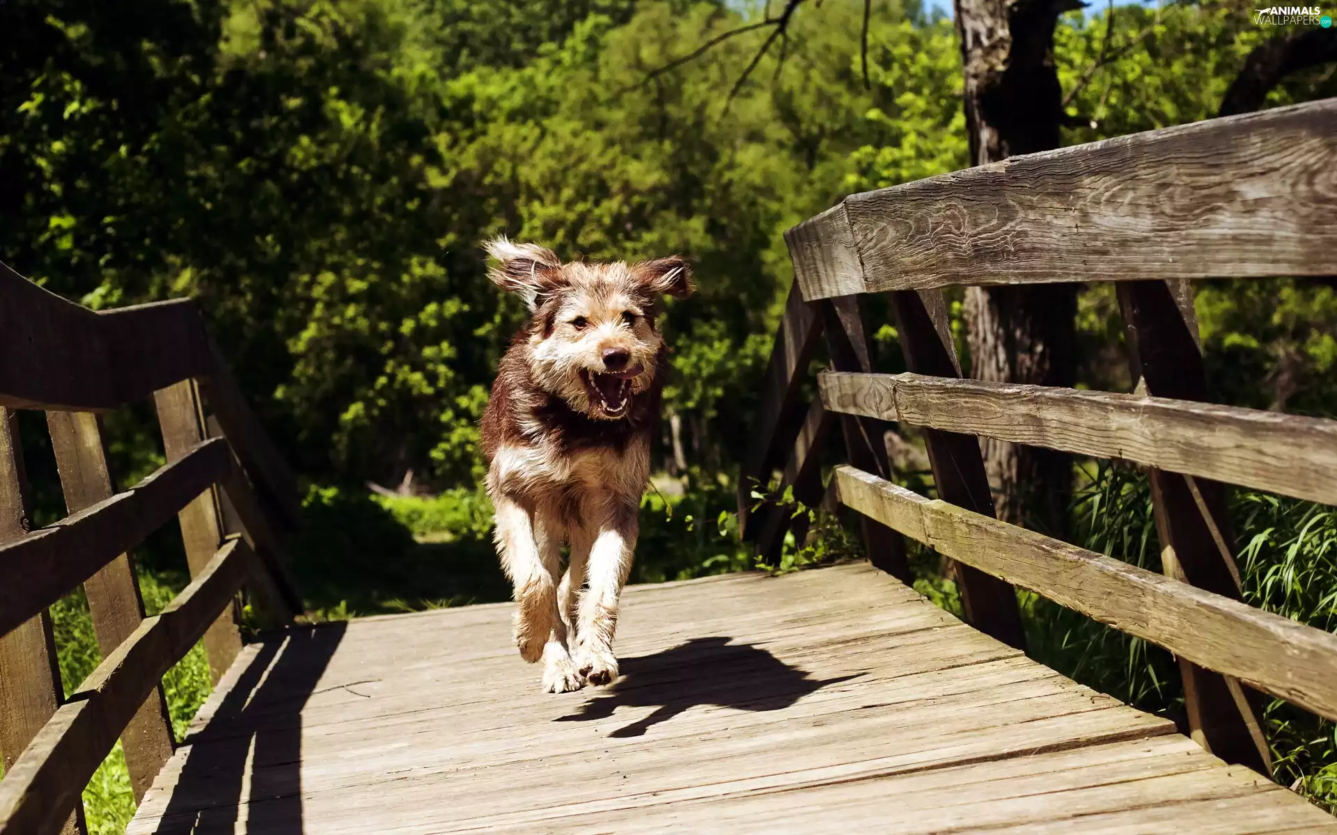 doggy, bridges, wooden