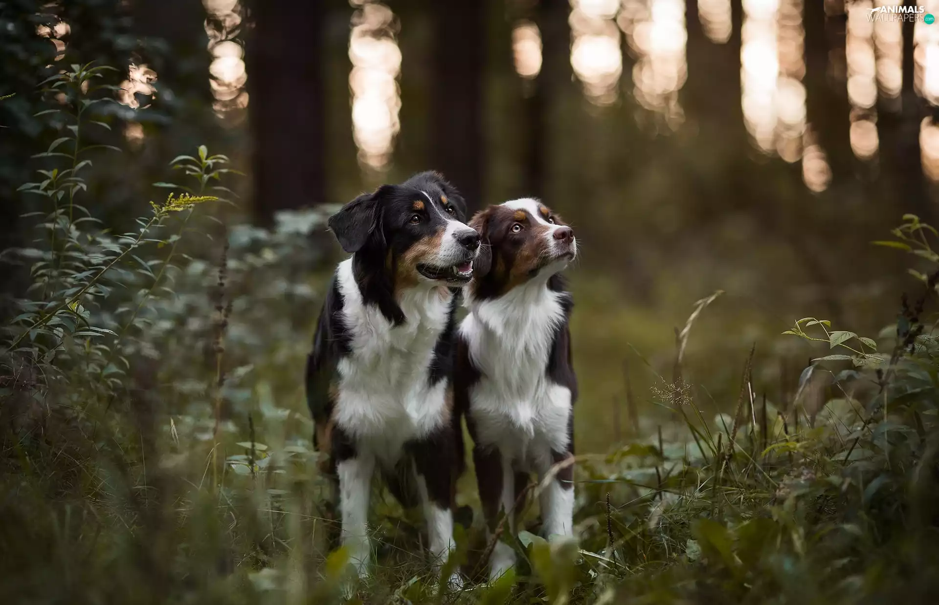 Australian Shepherds, forest, Dogs
